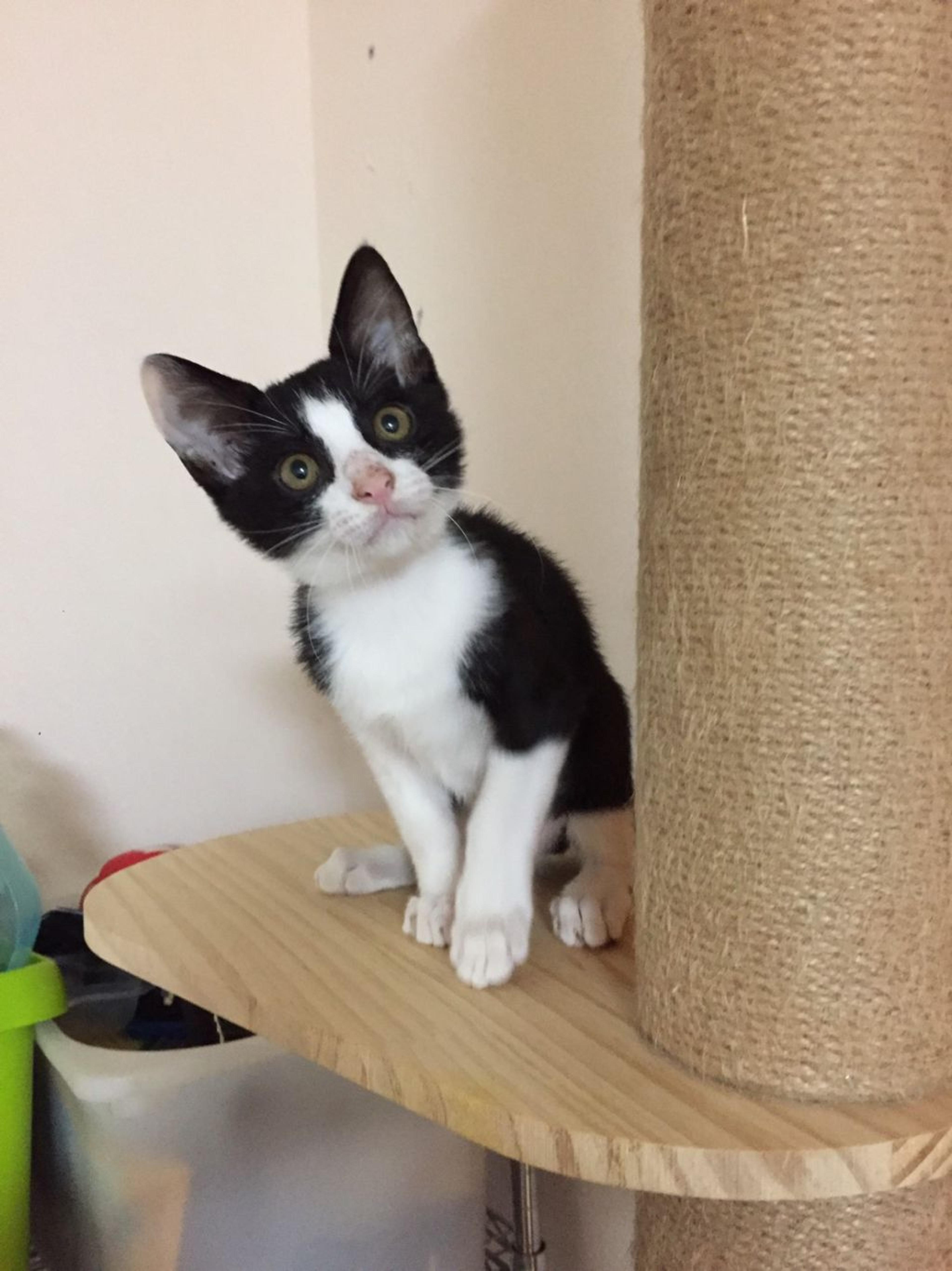 pet-image-4