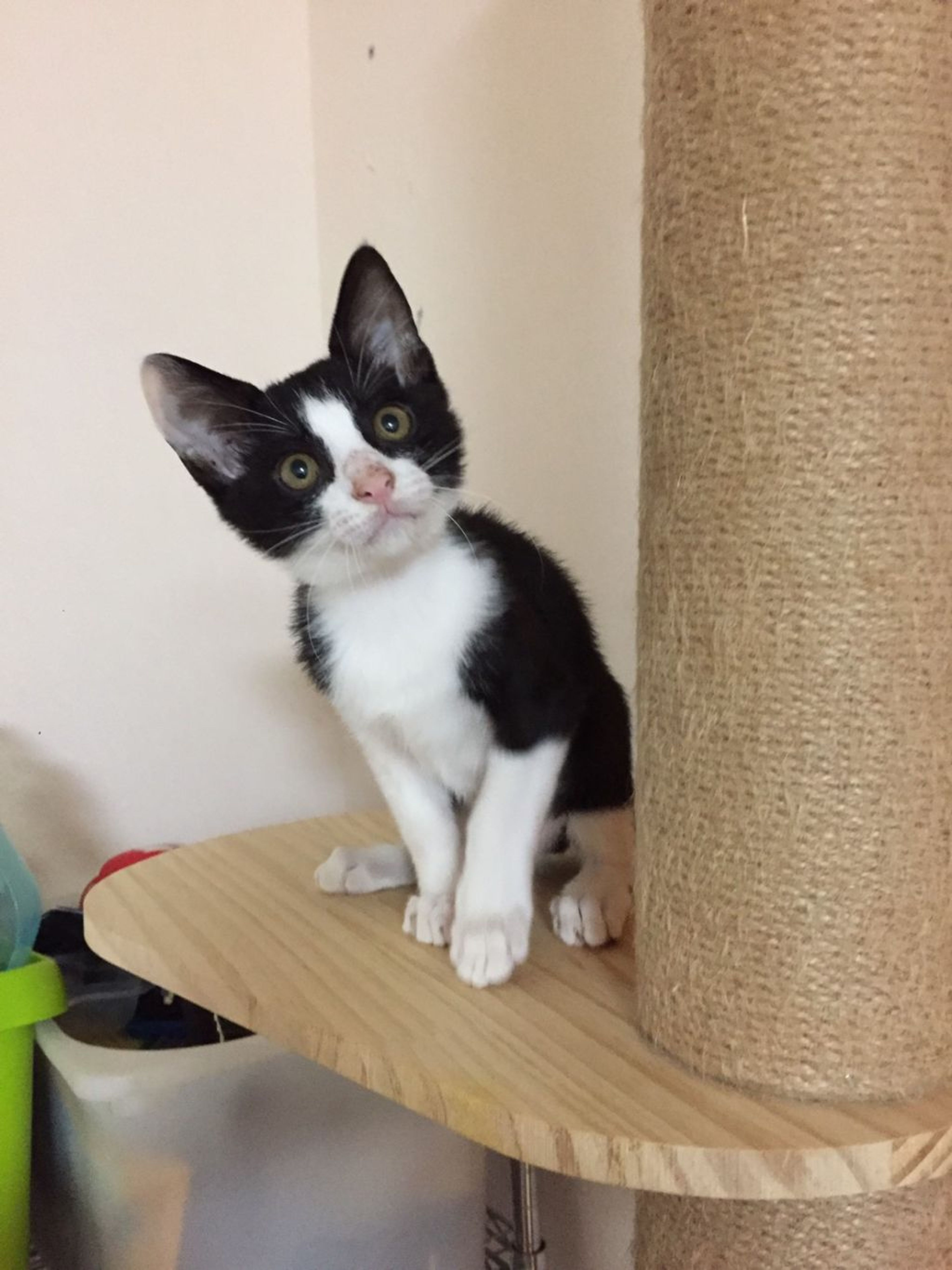 pet-image-4