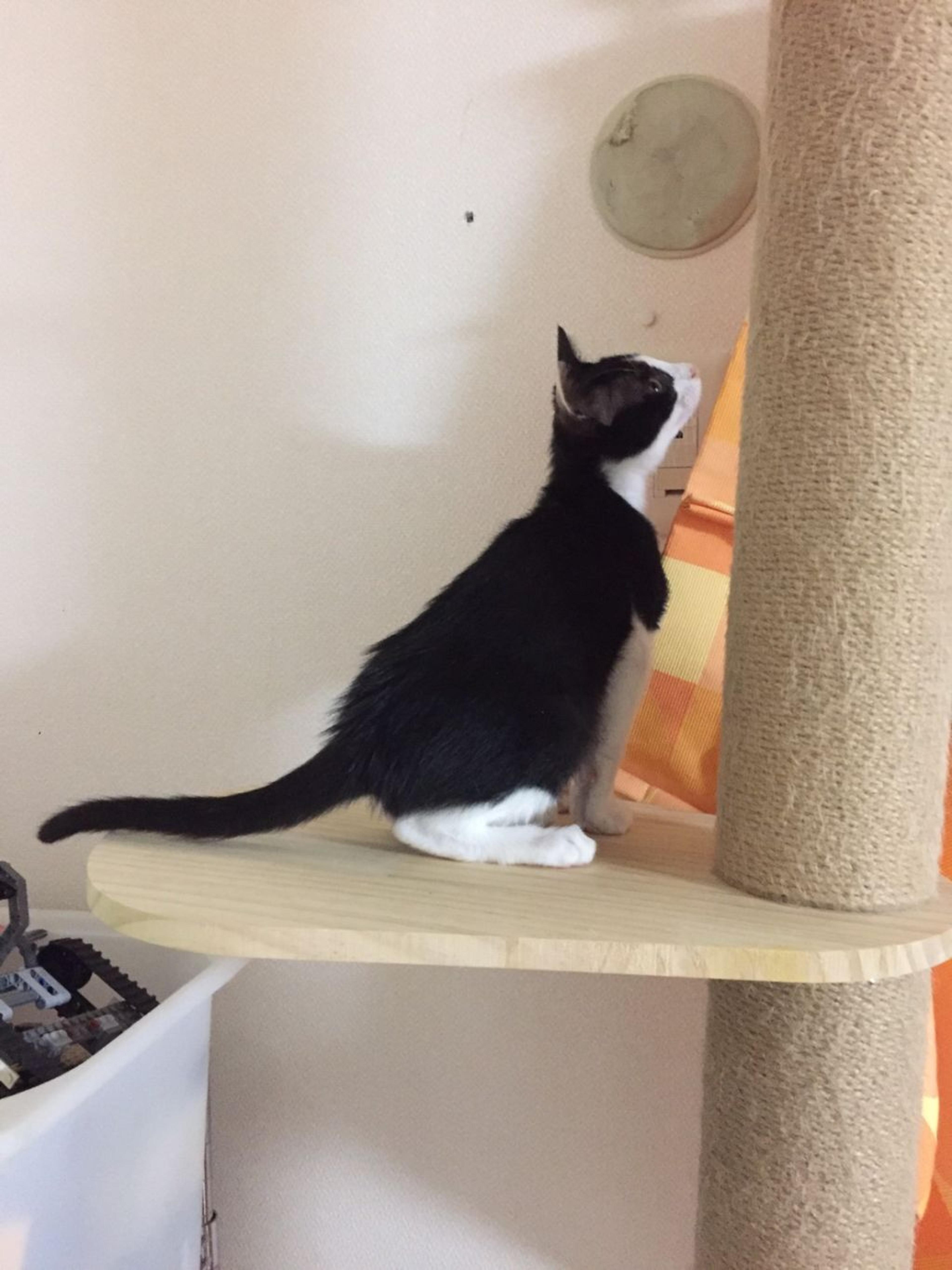 pet-image-6