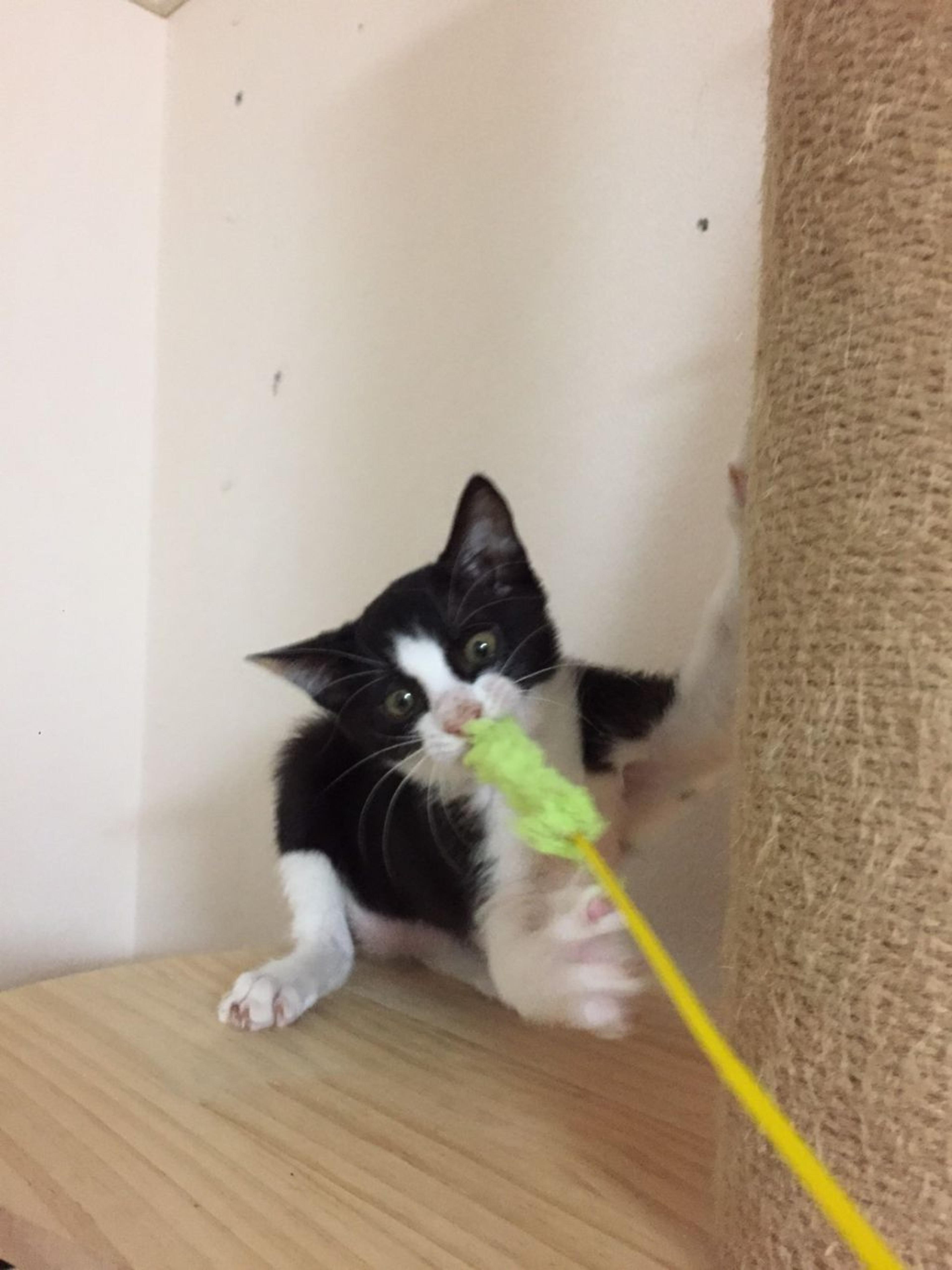 pet-image-8