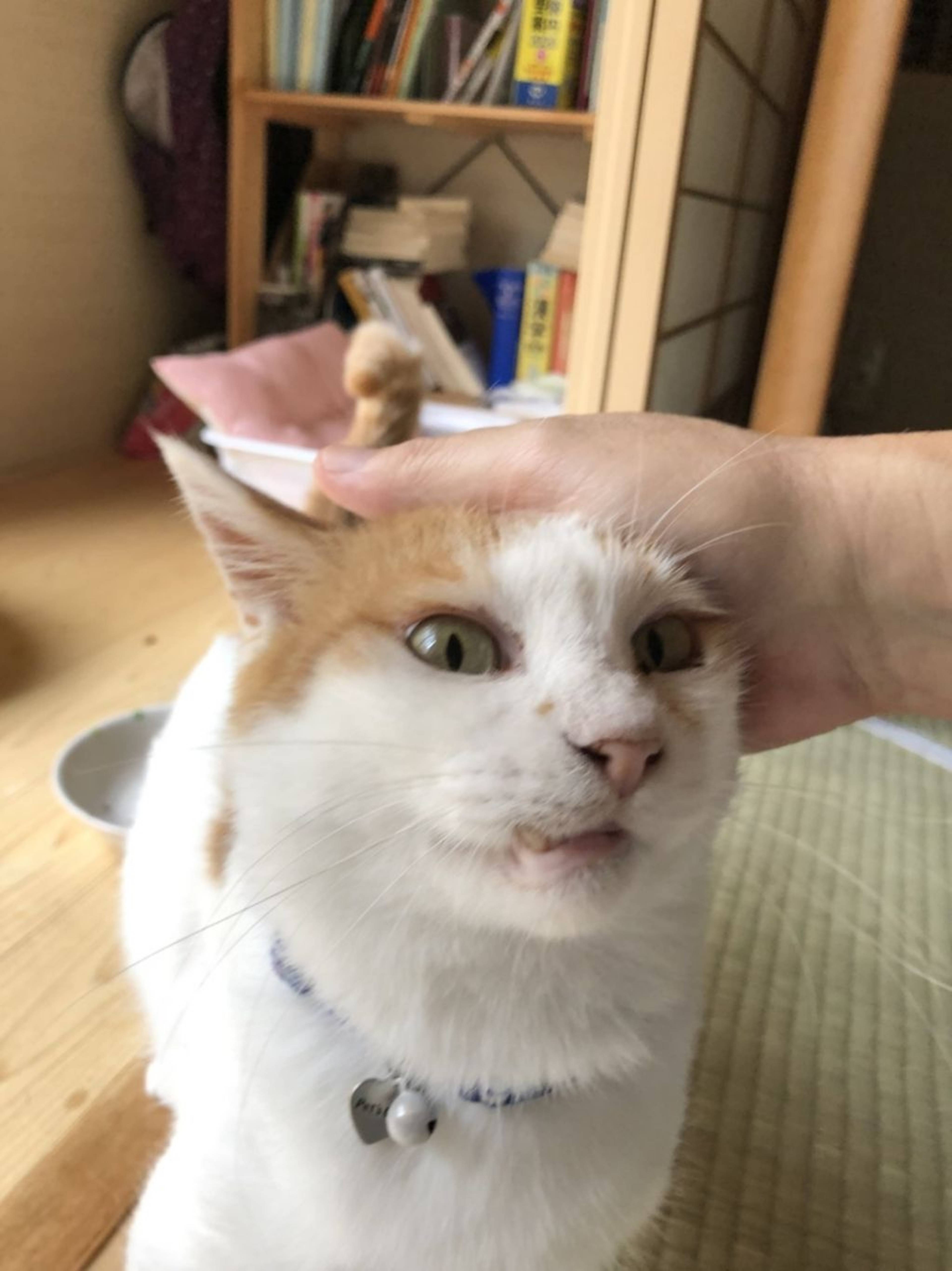雑種（ミックス猫）・メスの里親募集の写真