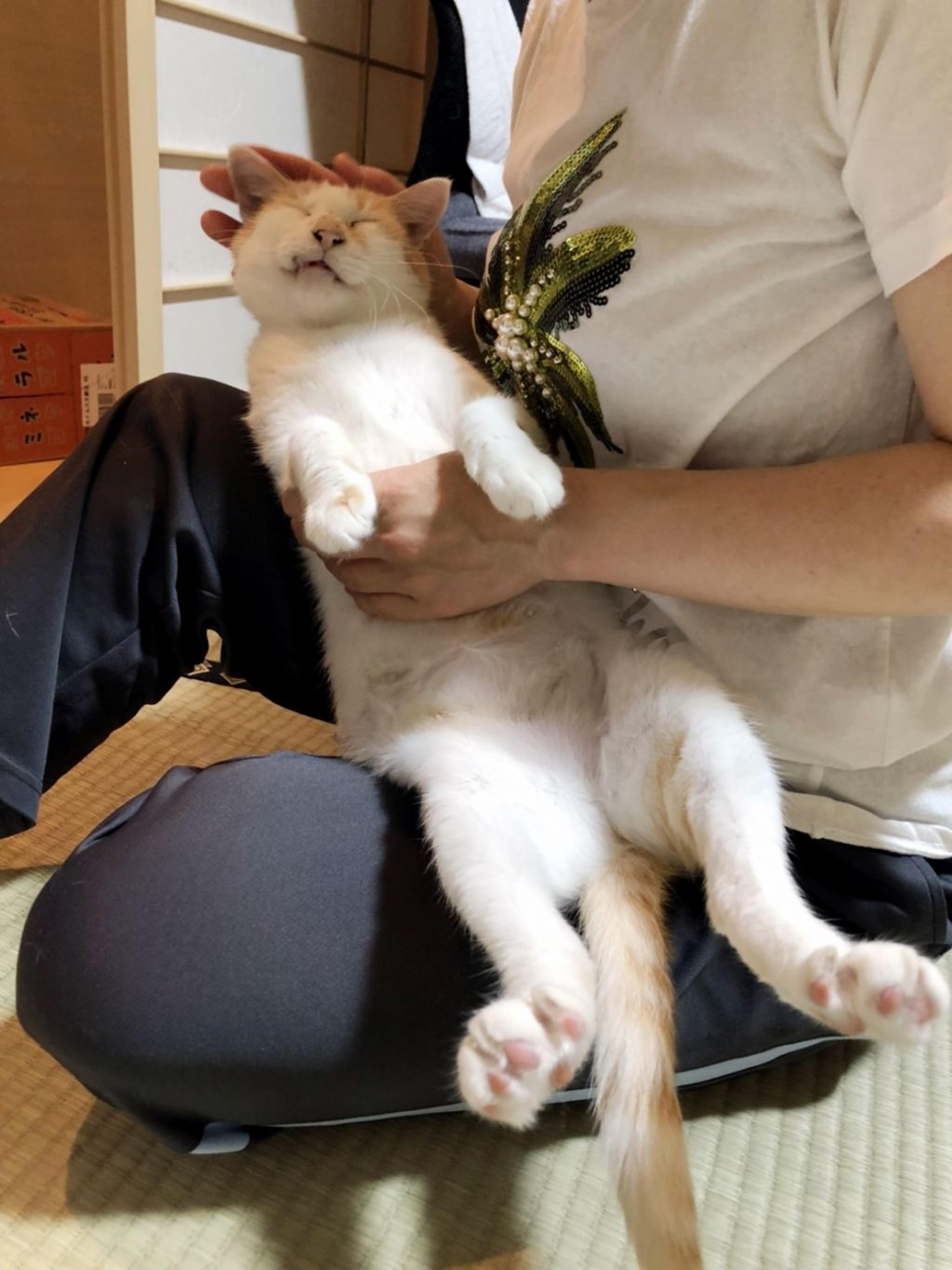 pet-image-2