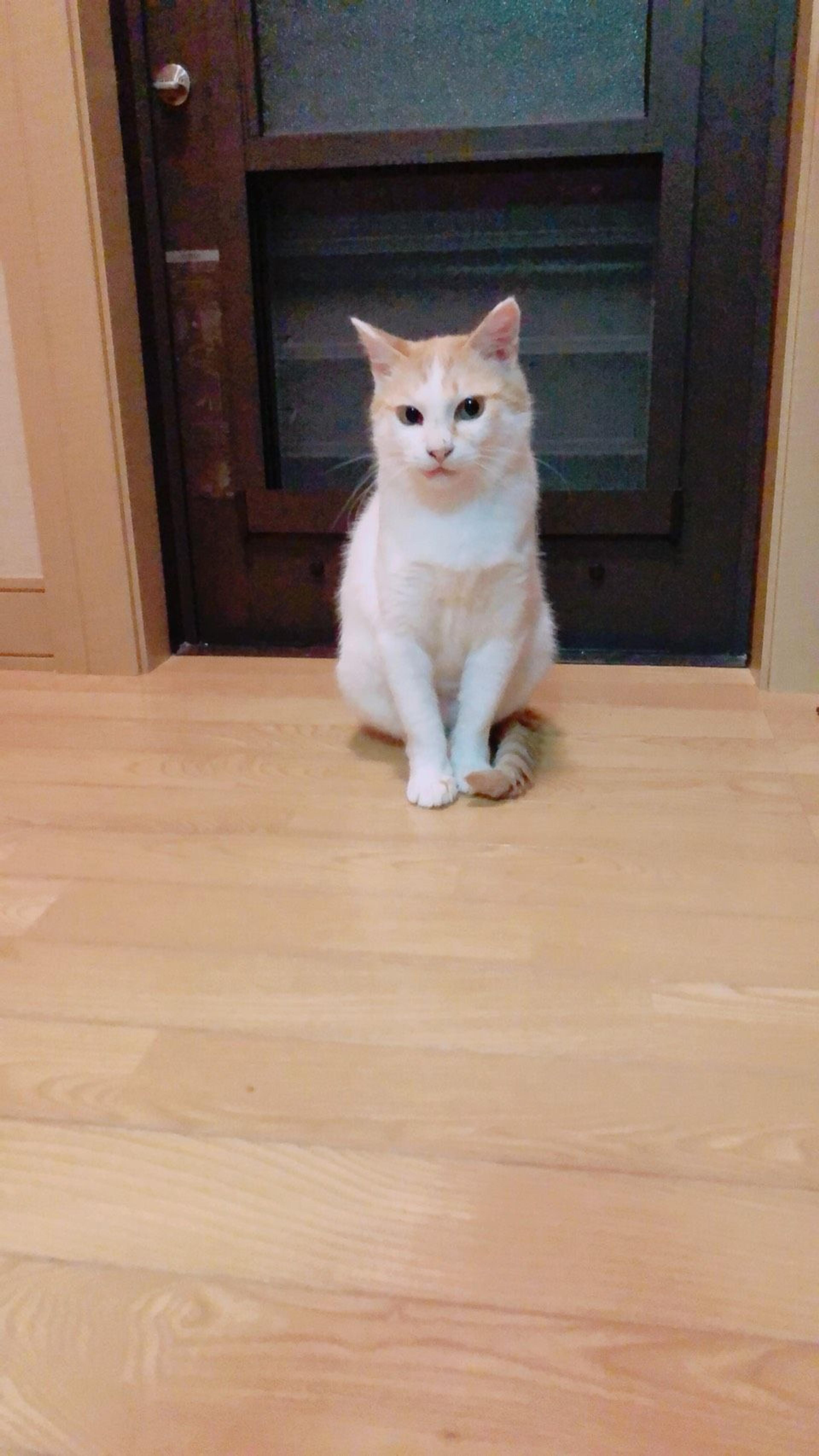 pet-image-3