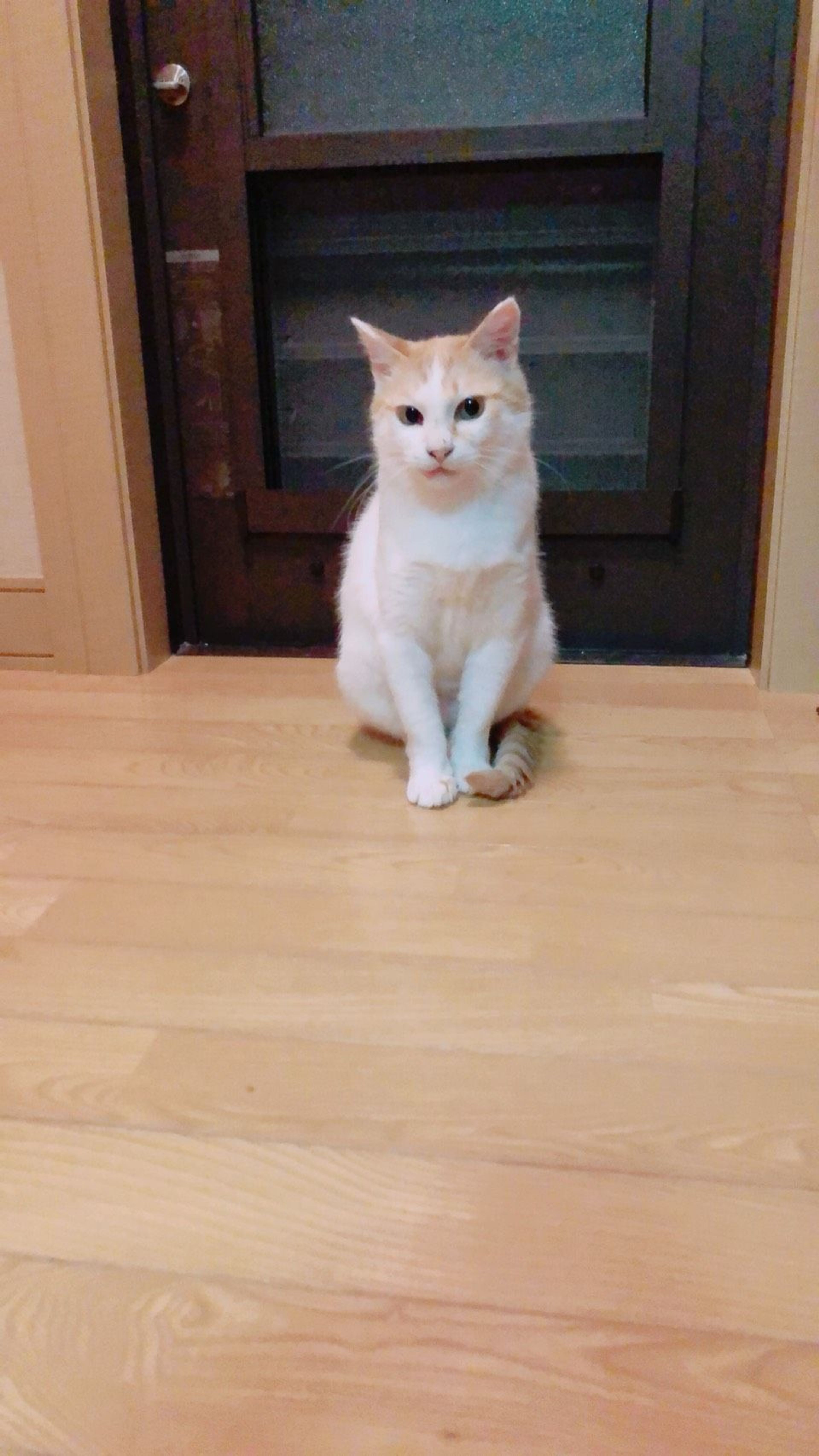 pet-image-3