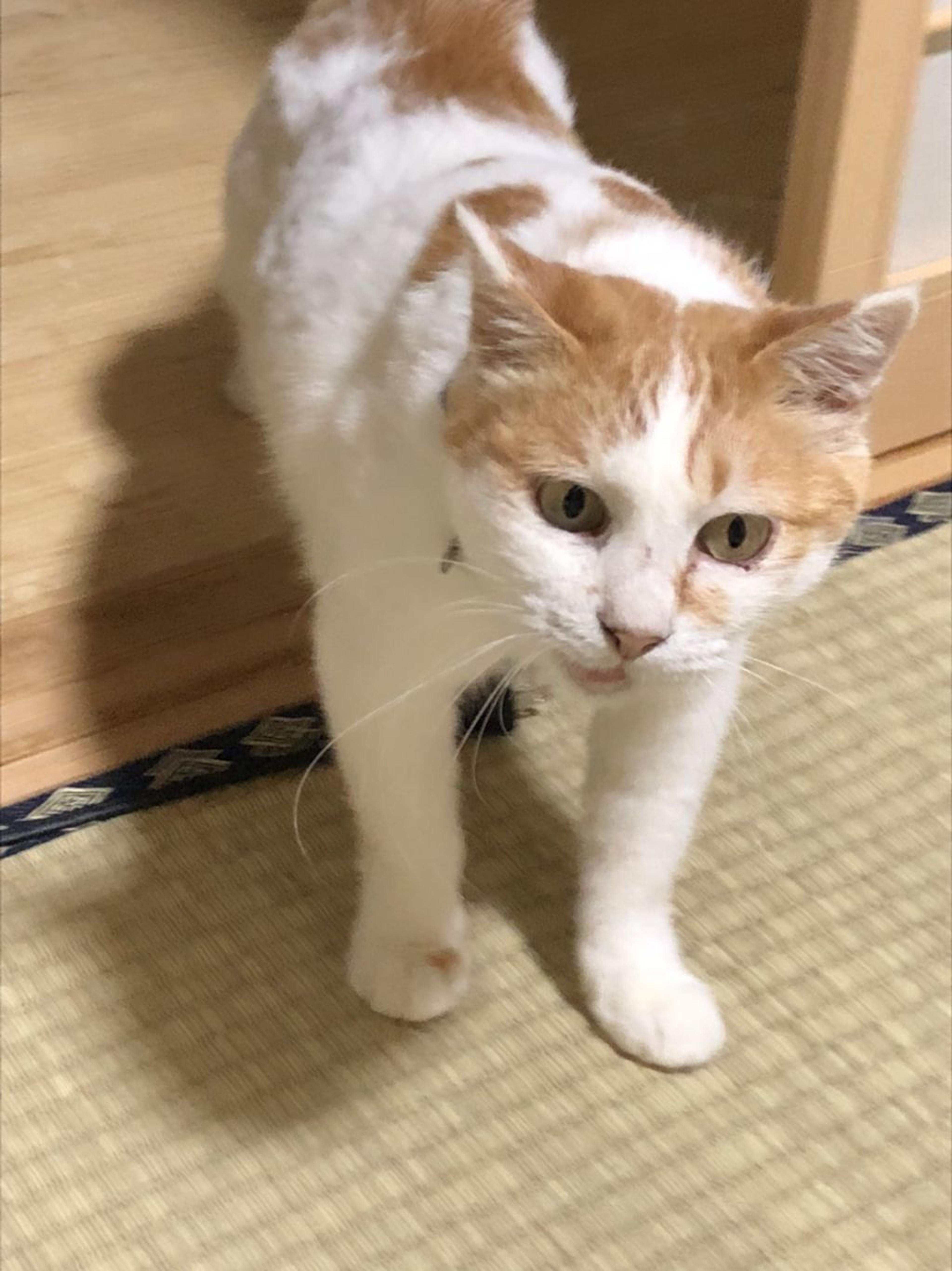 pet-image-4