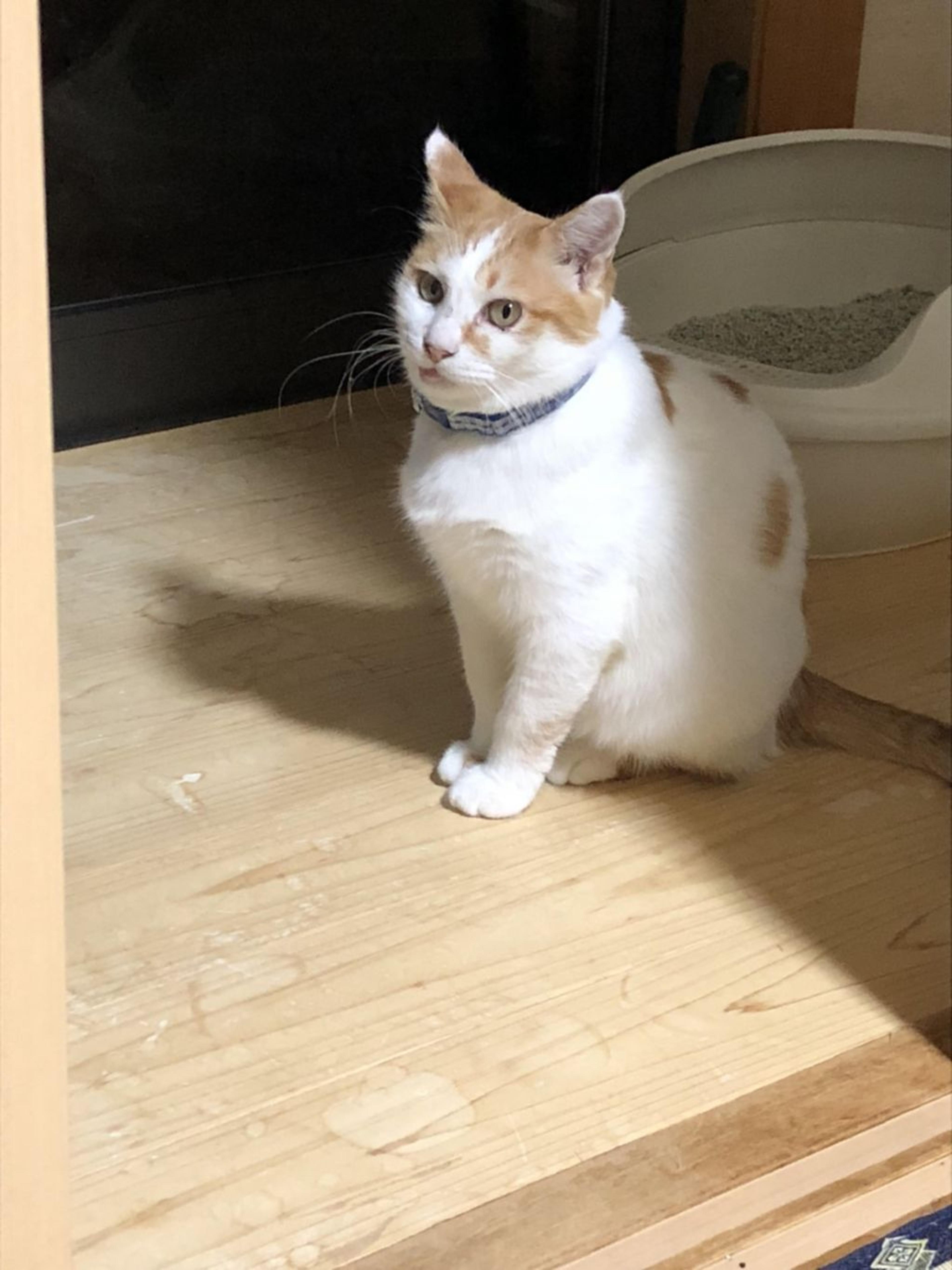 pet-image-5