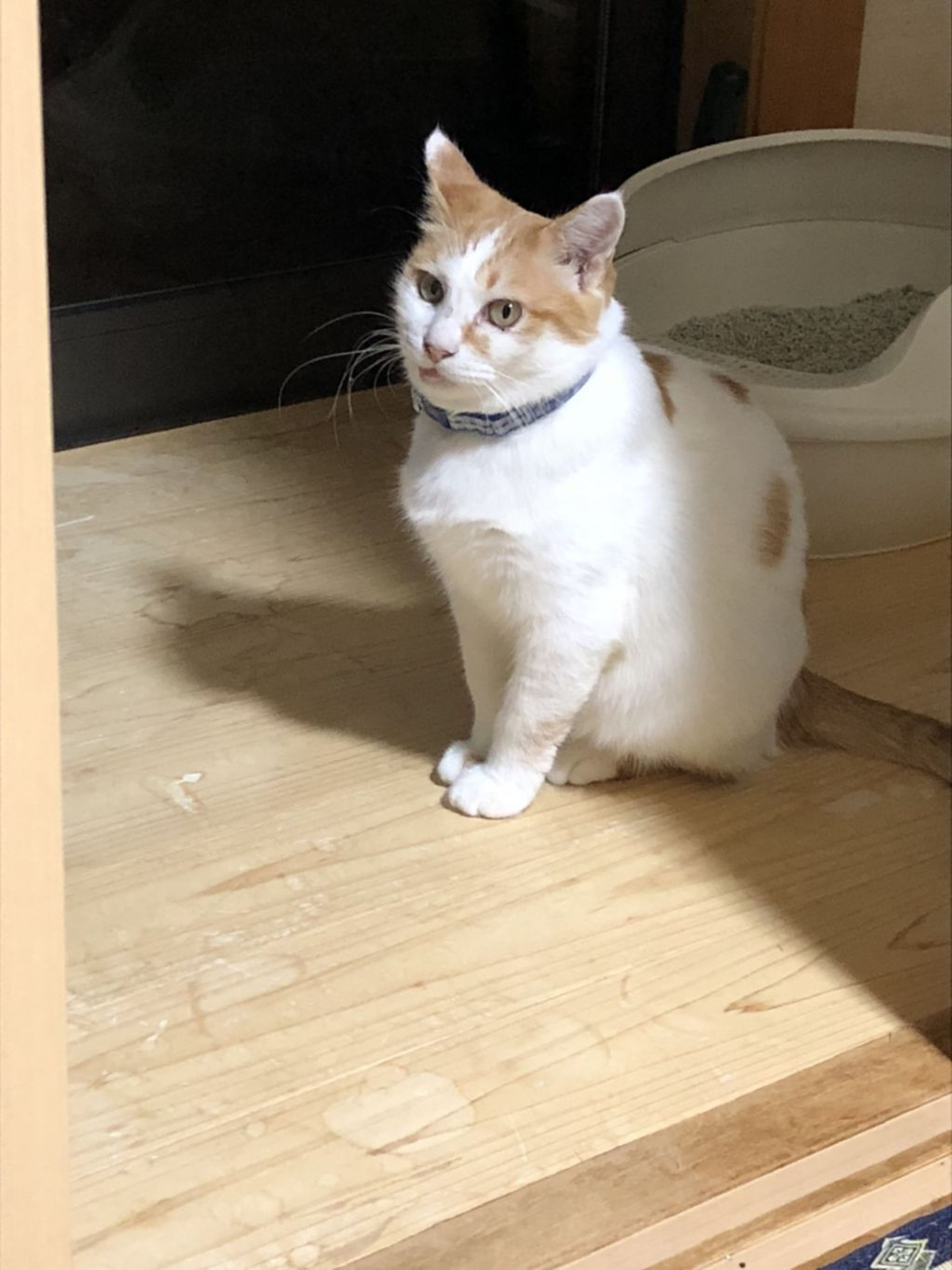pet-image-5