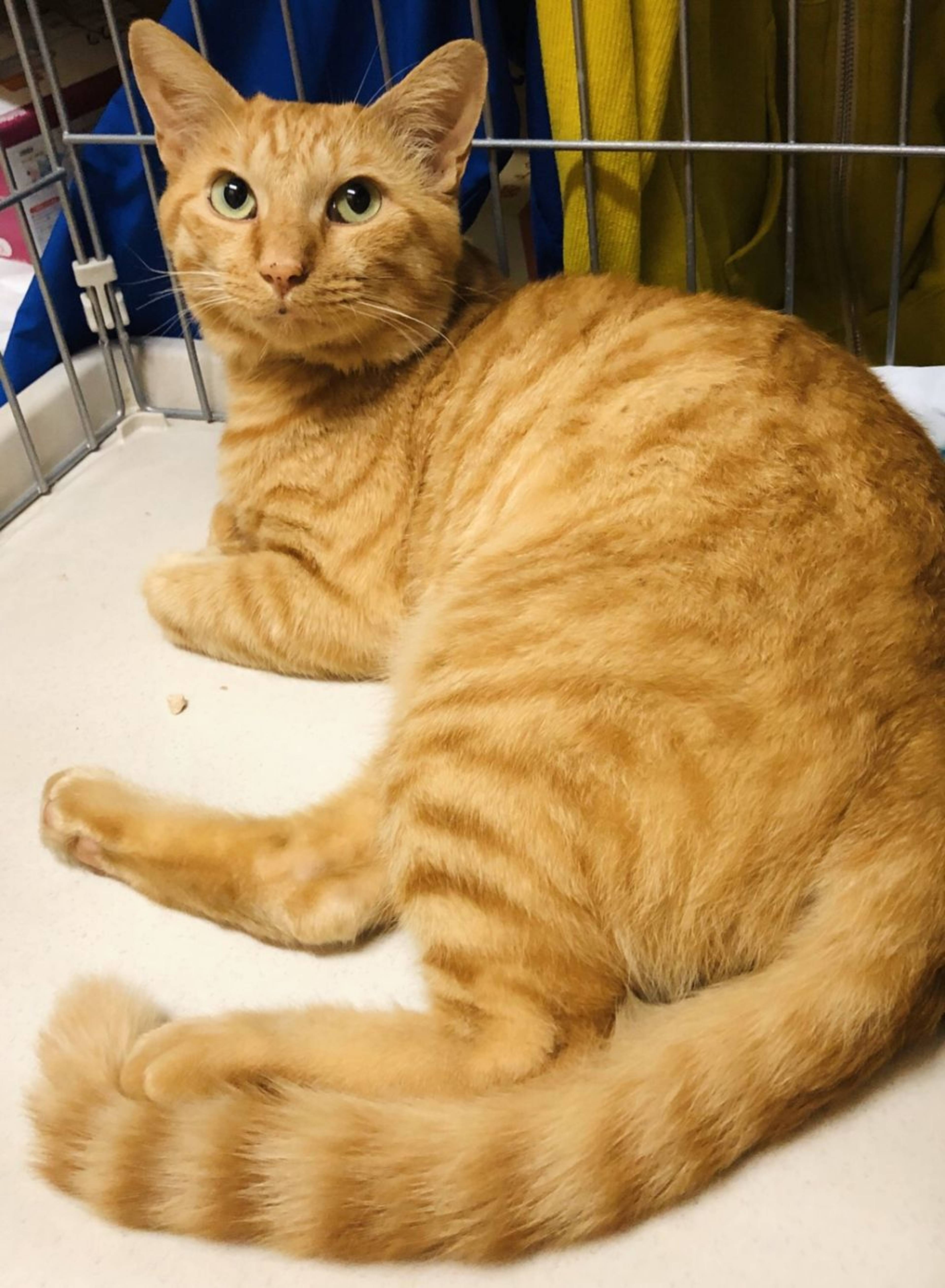 雑種（ミックス猫）・オスの里親募集の写真