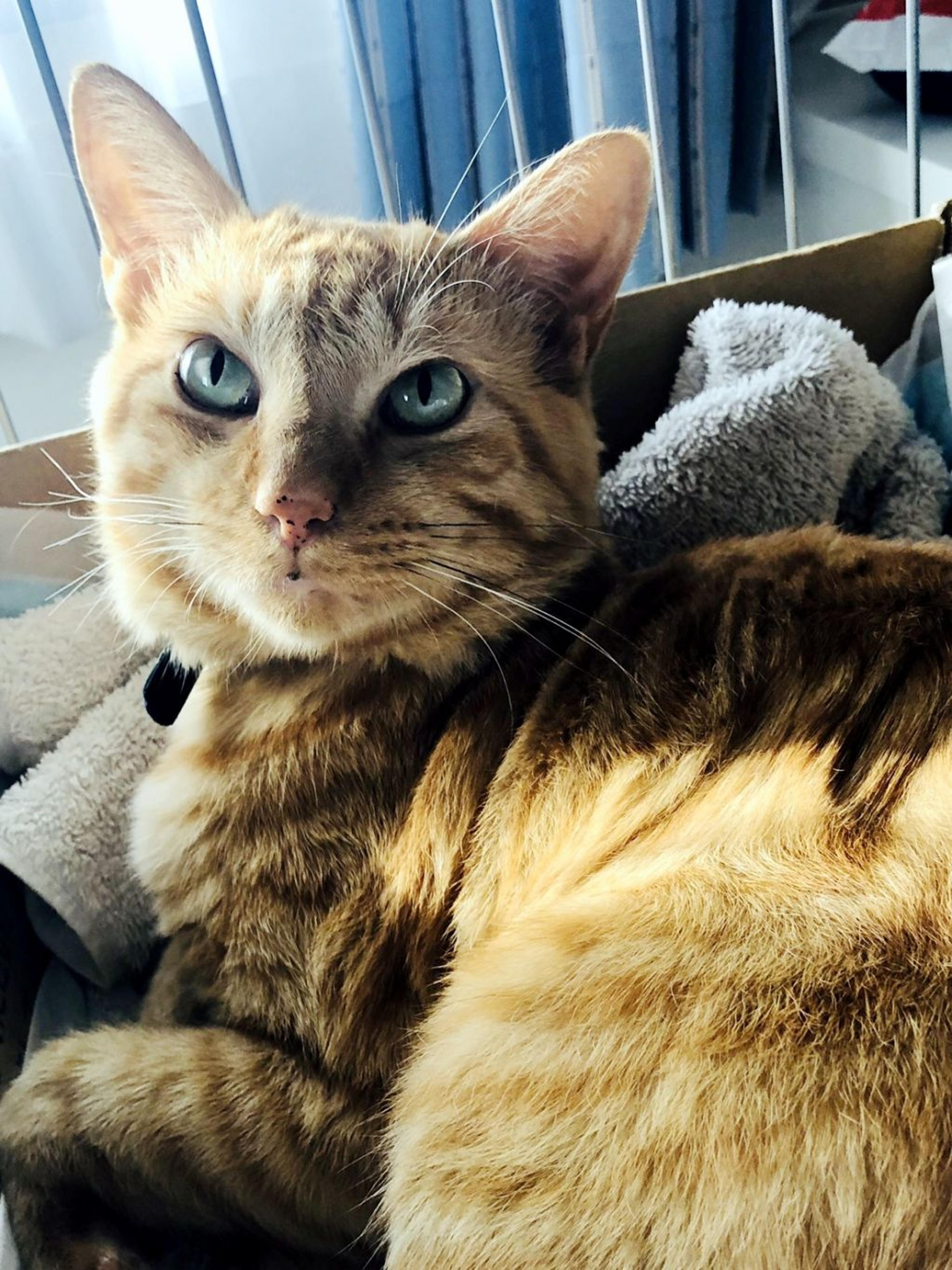 pet-image-2