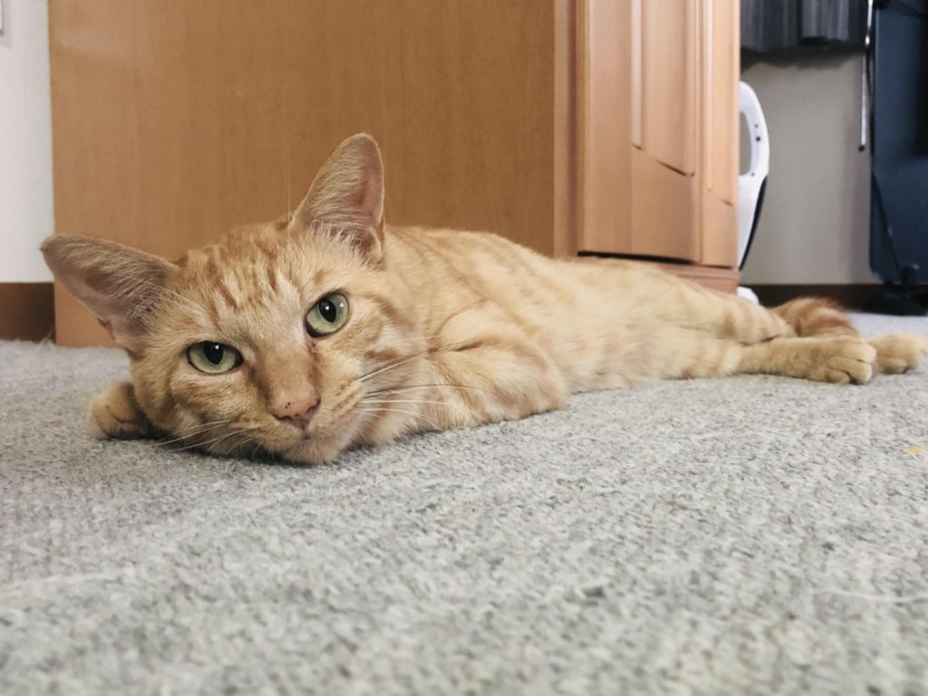 pet-image-3