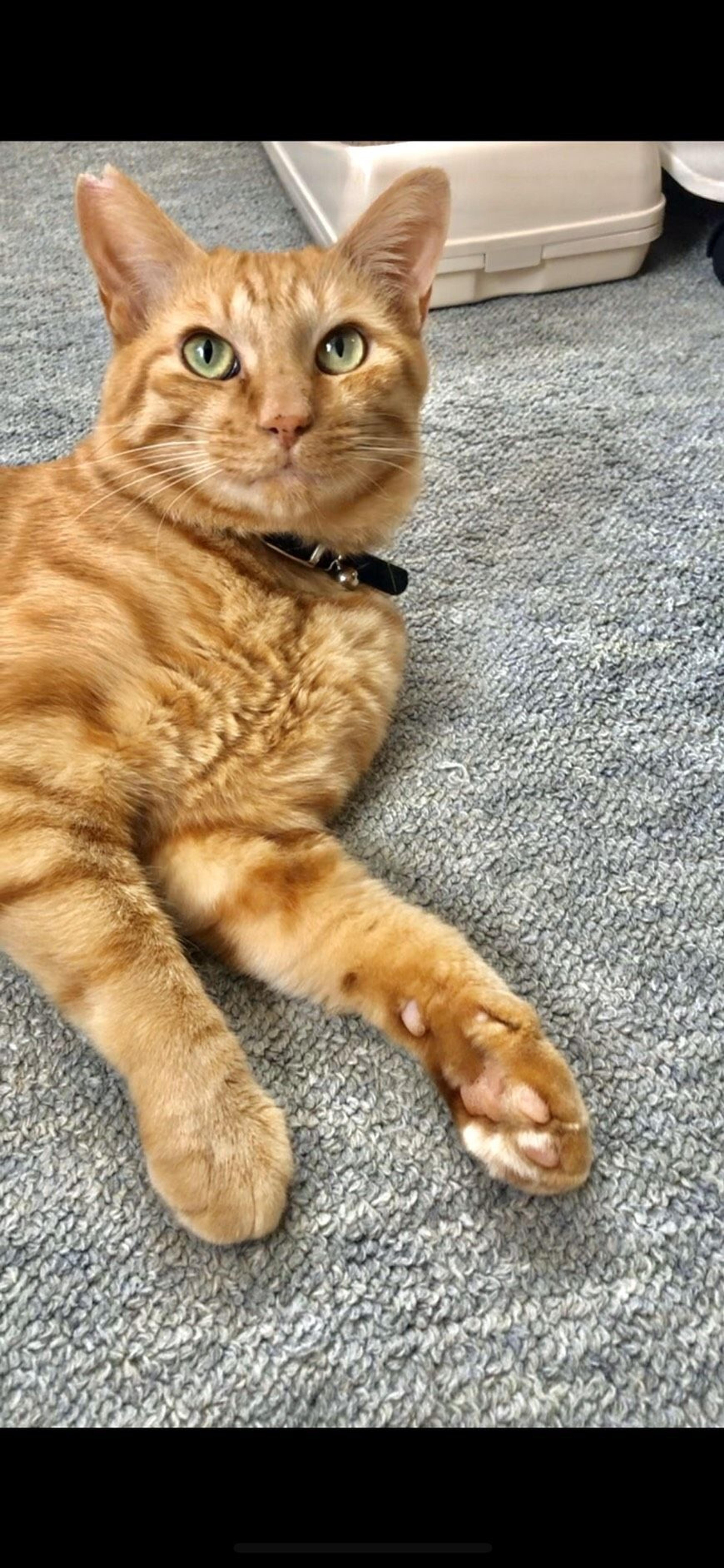 pet-image-4