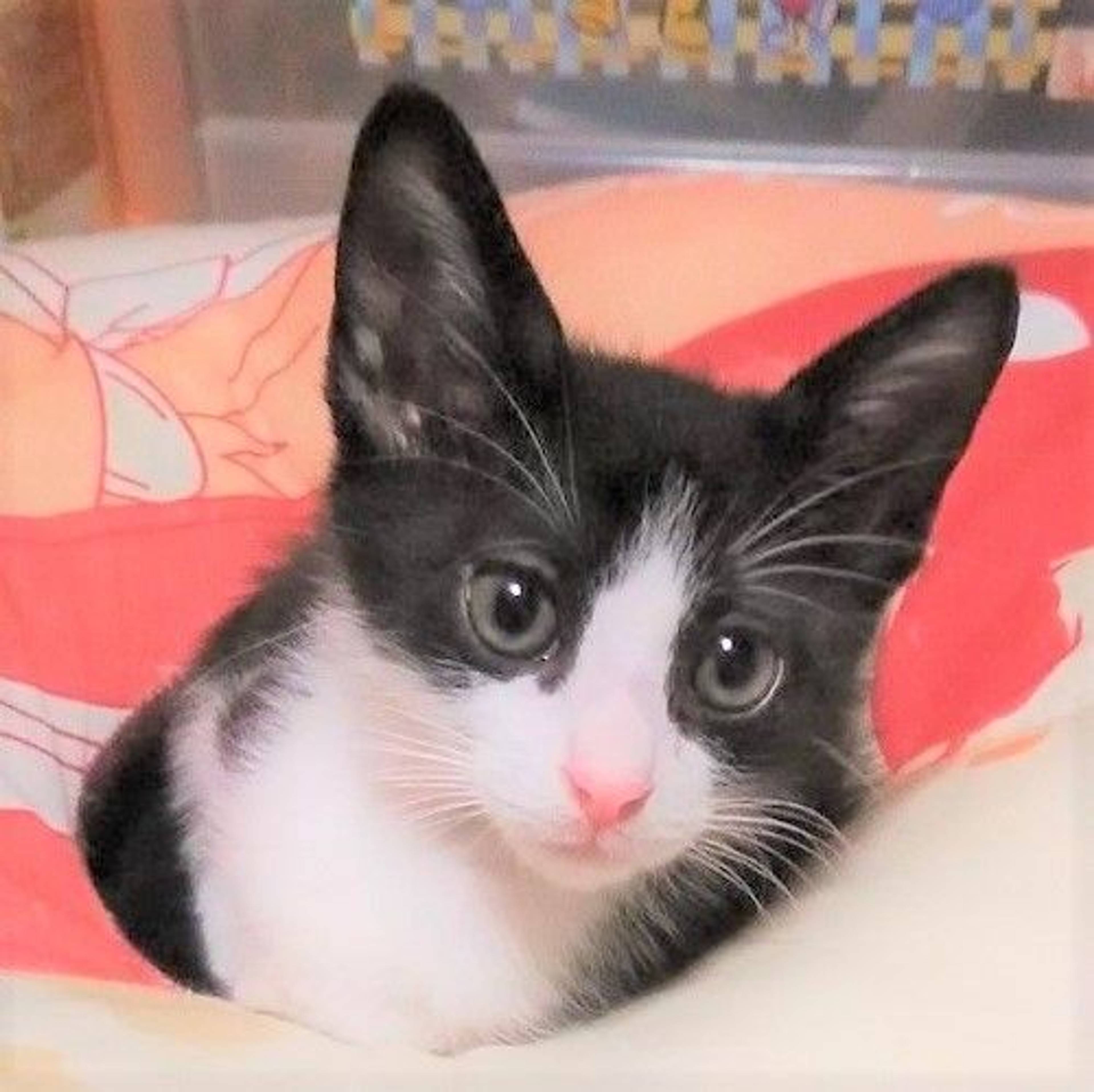 雑種（ミックス猫）・オスの里親募集の写真