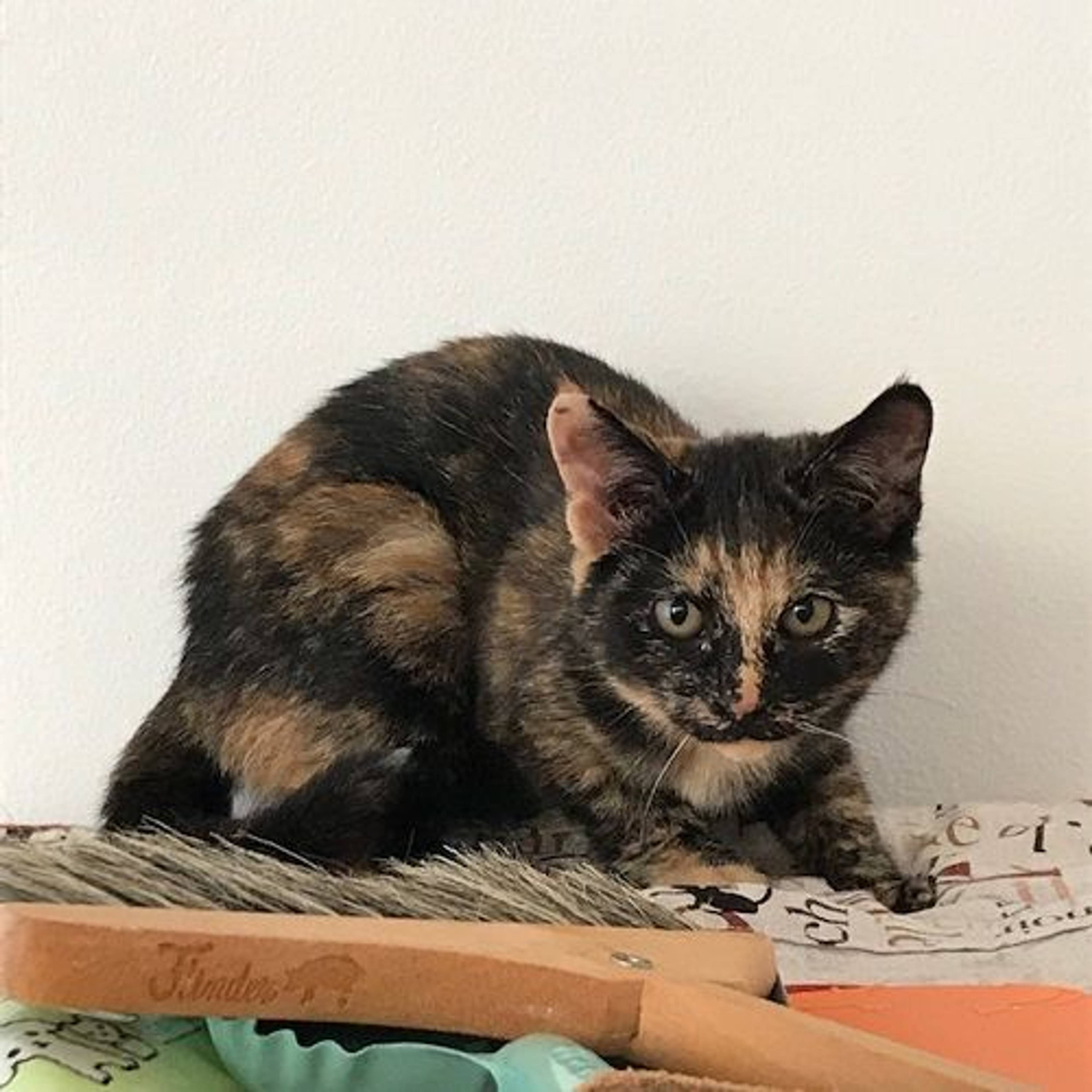 雑種（ミックス猫）・メスの里親募集の写真