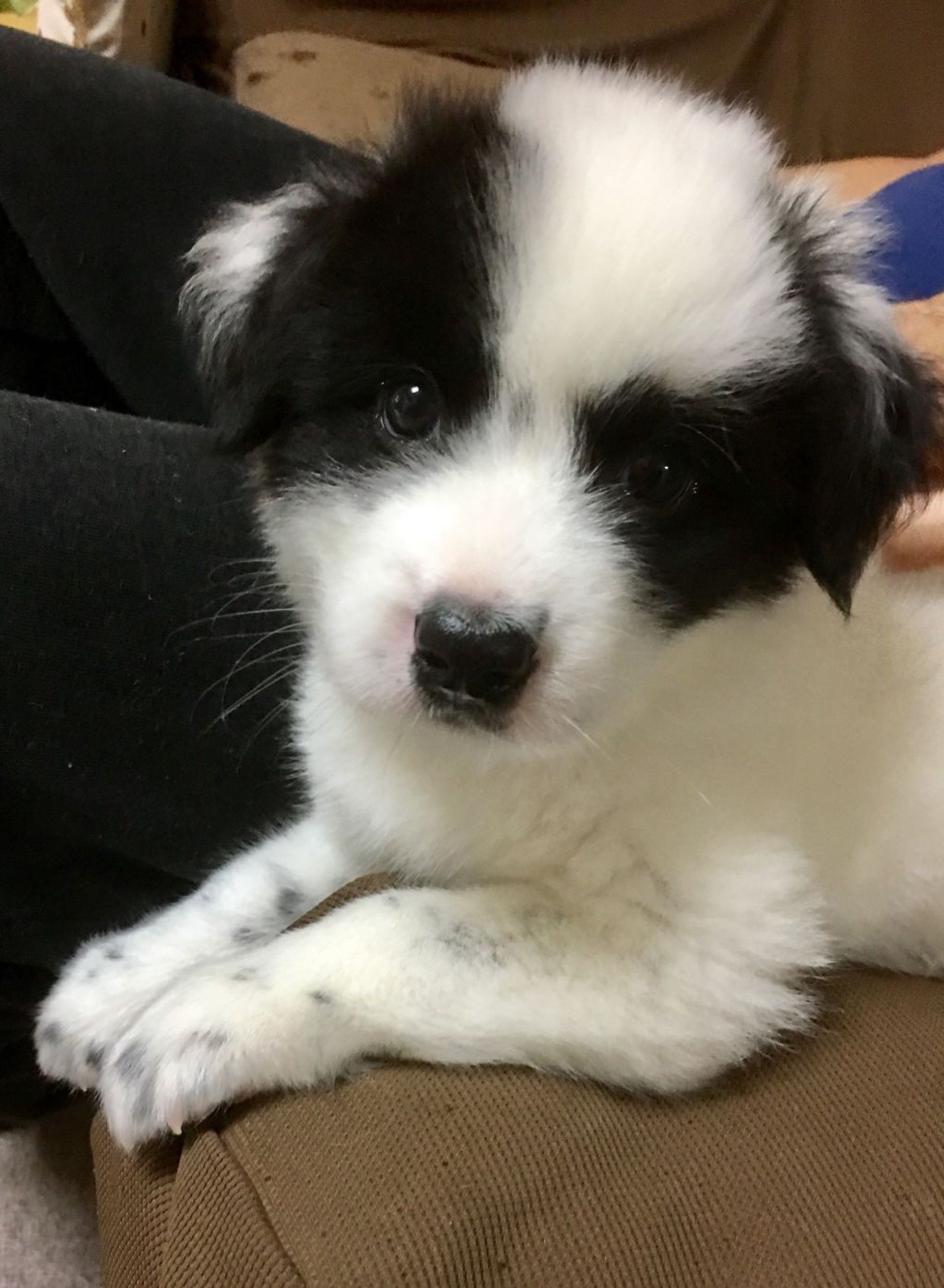 雑種（ミックス犬）・オスの里親募集の写真