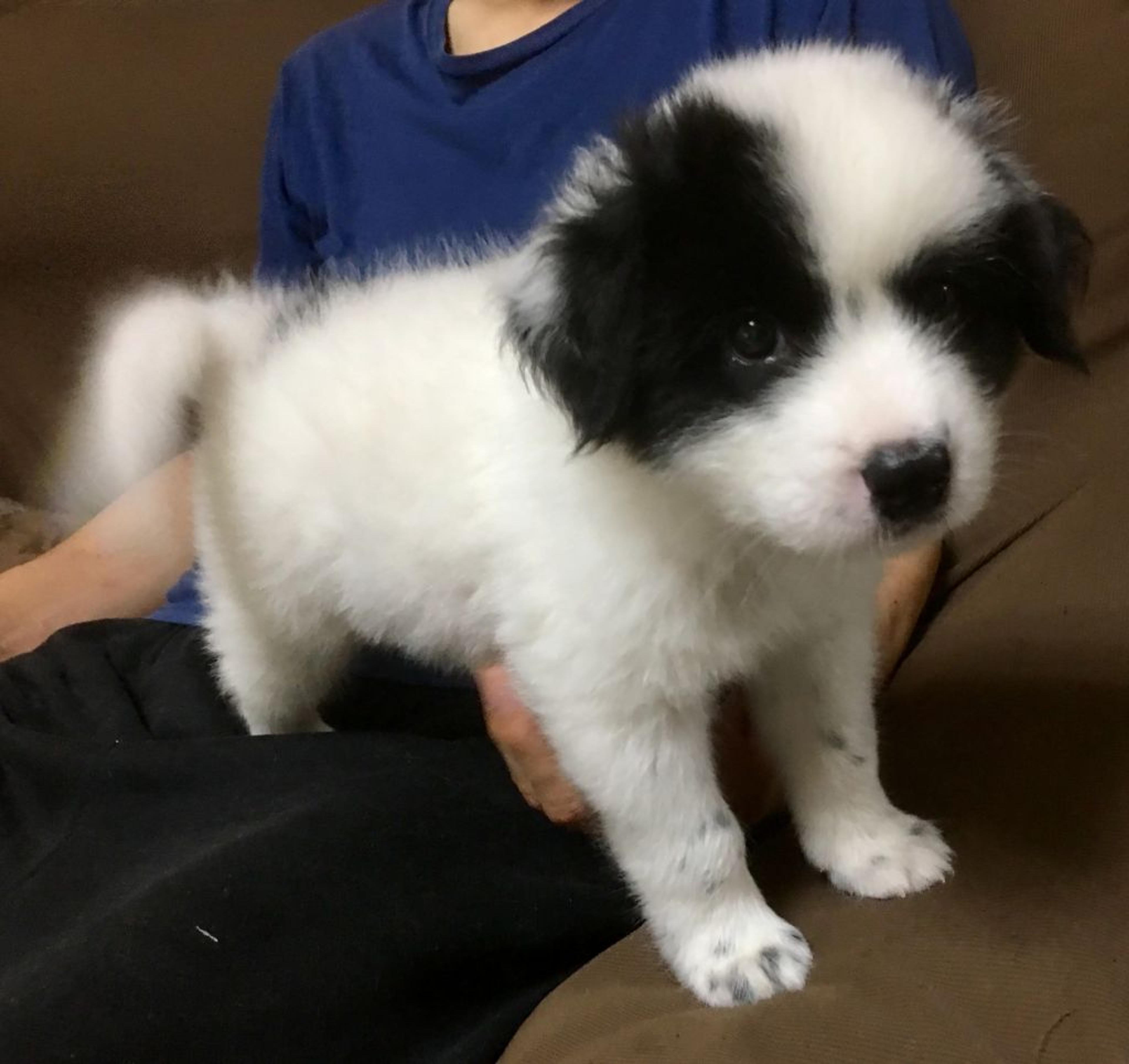 pet-image-2