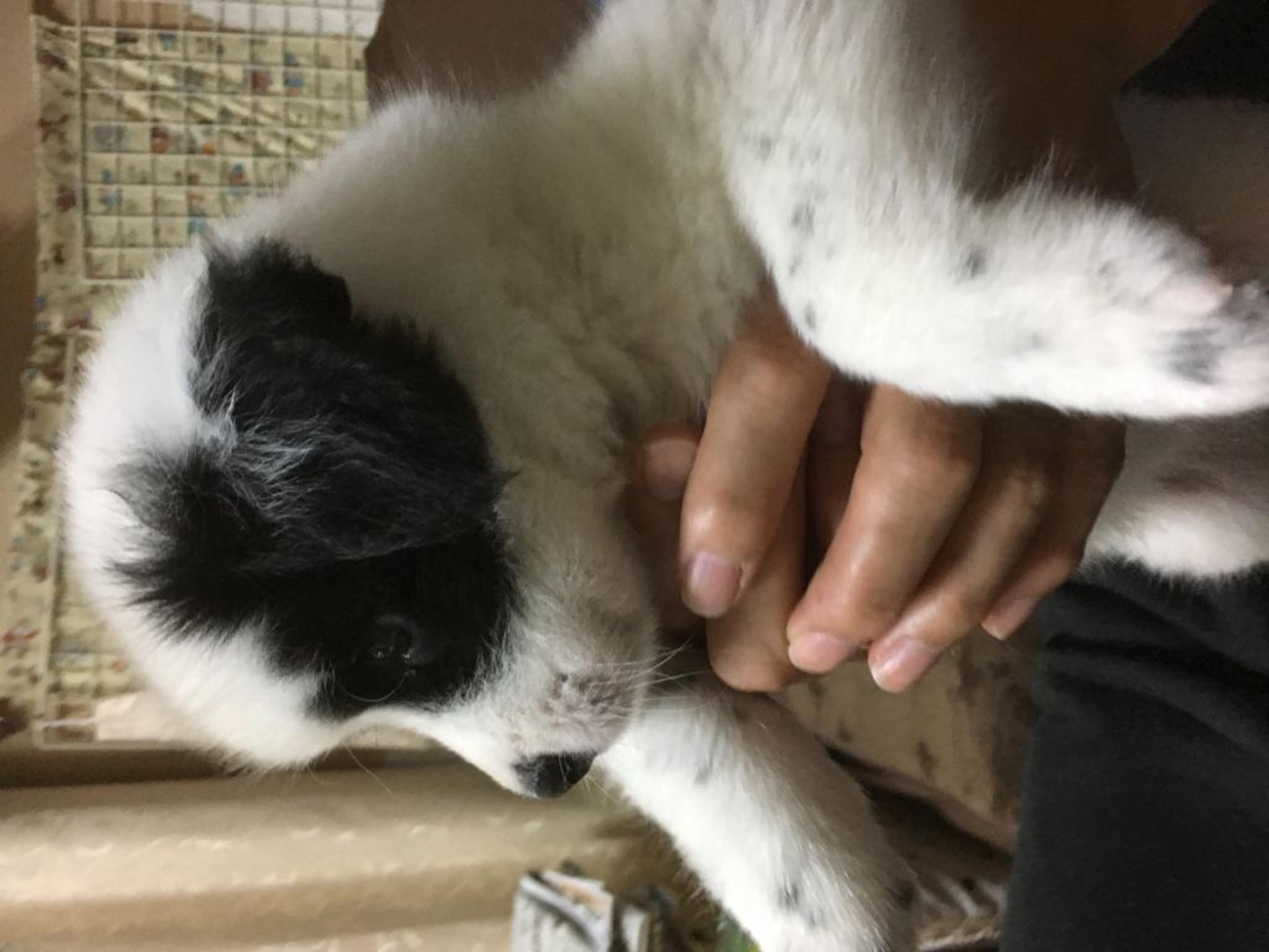 pet-image-3