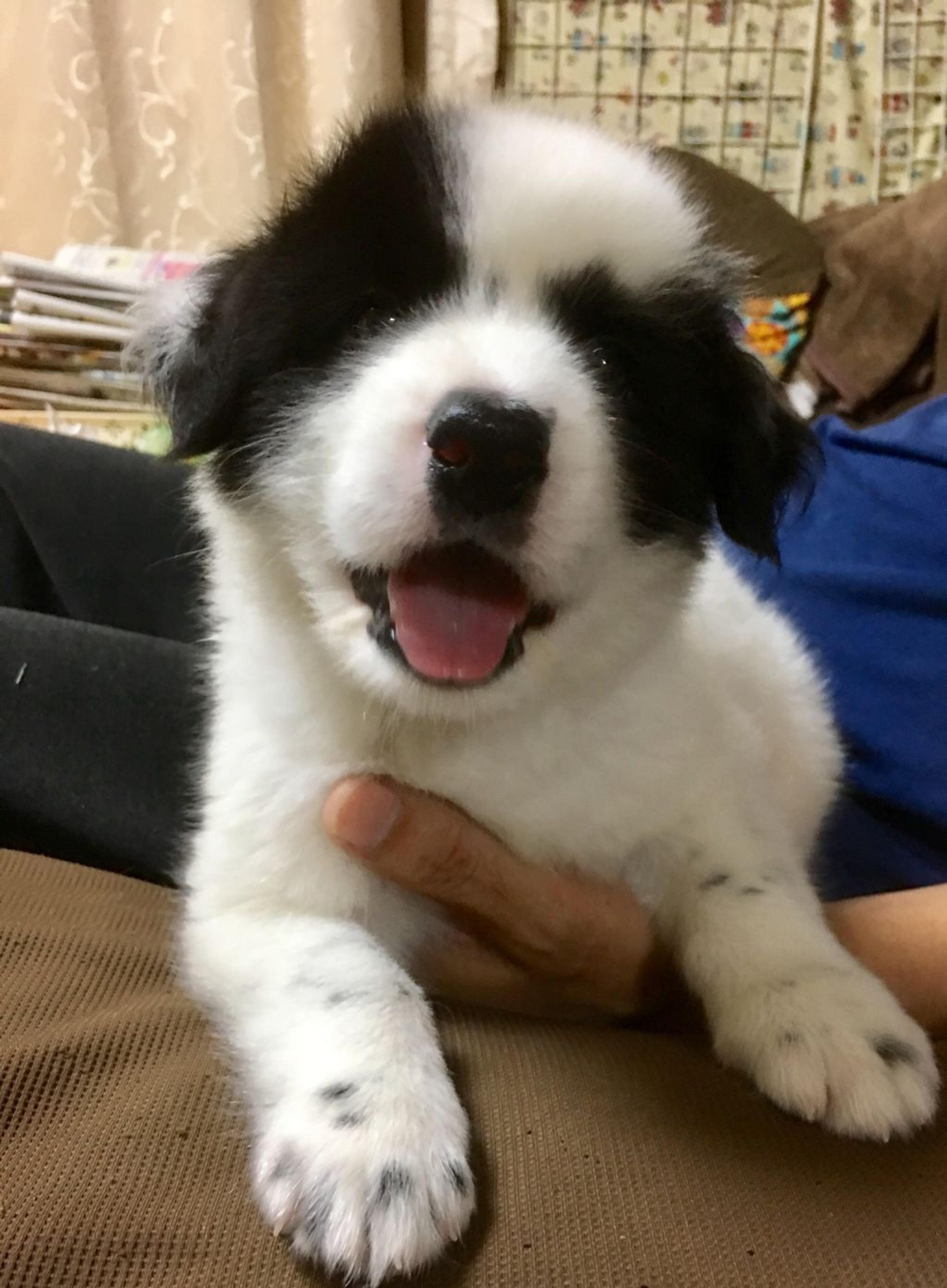 pet-image-4
