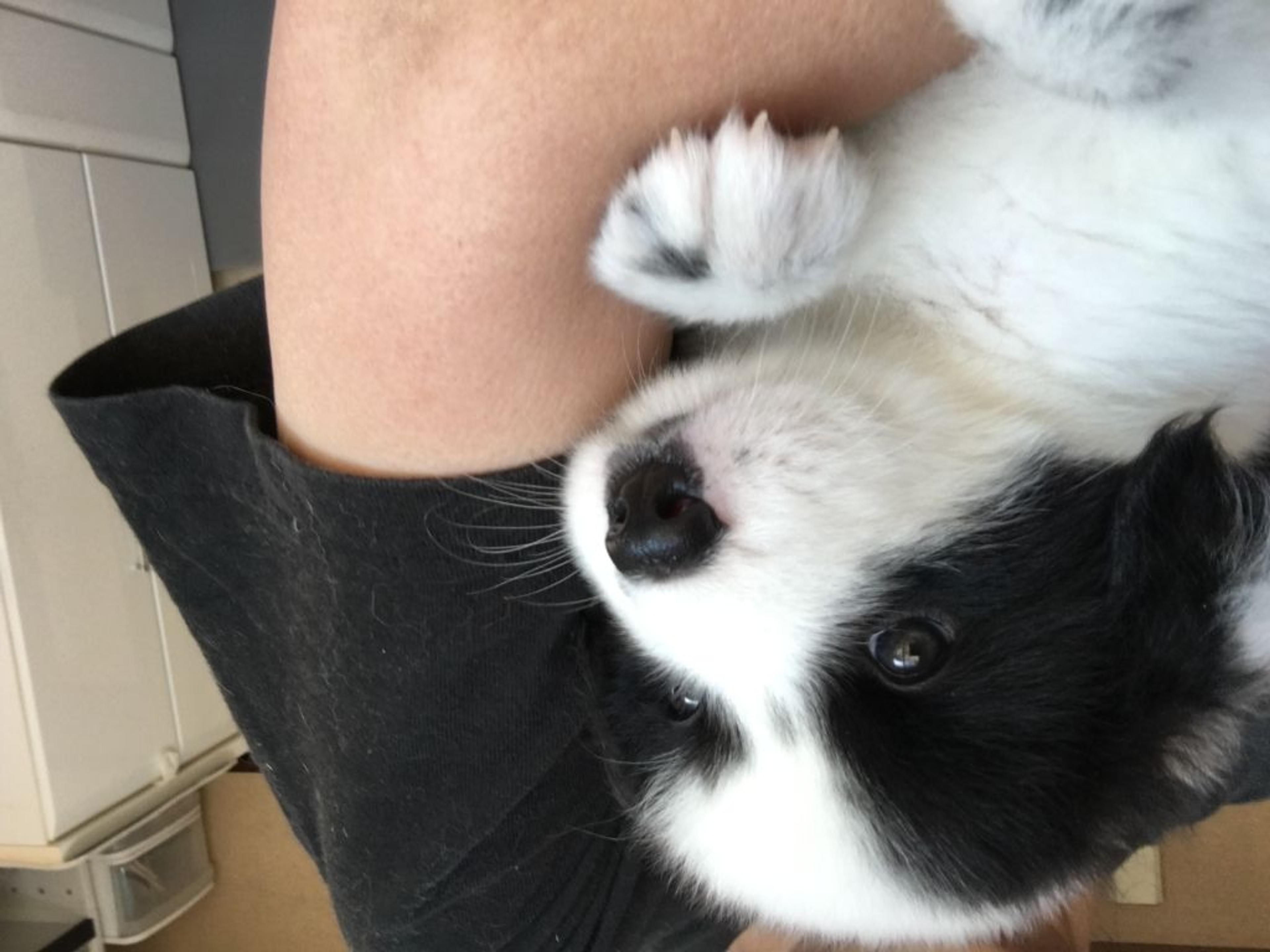 pet-image-6