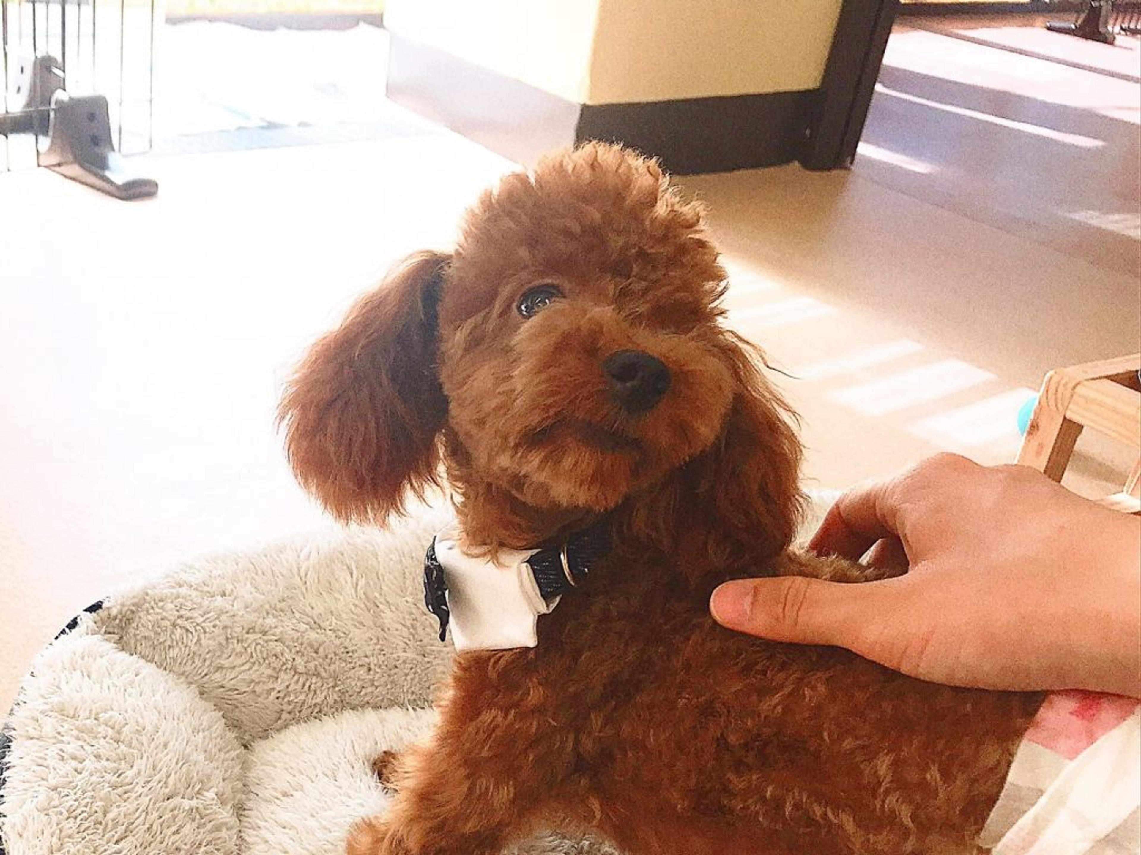 pet-image-2