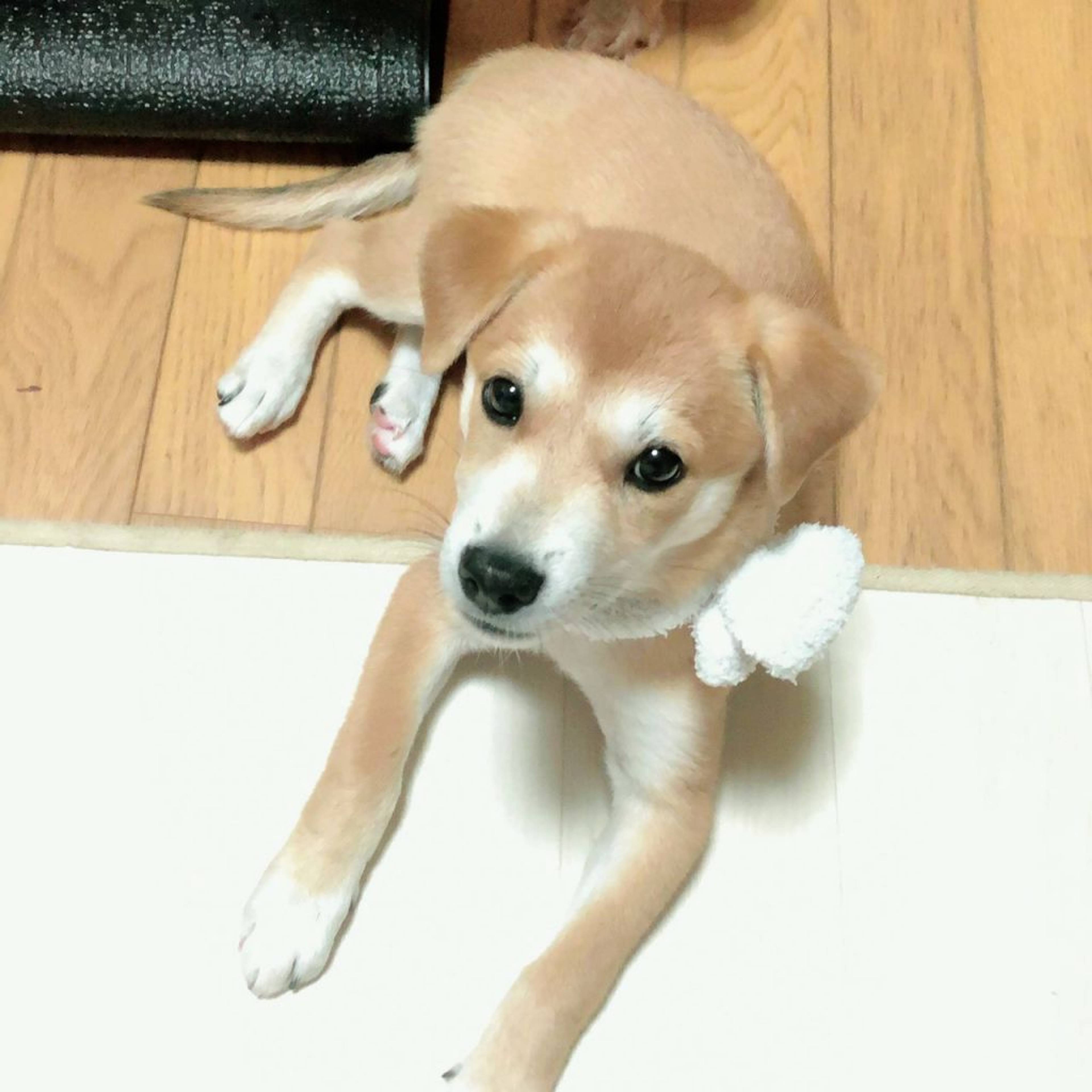雑種（ミックス犬）・メスの里親募集の写真