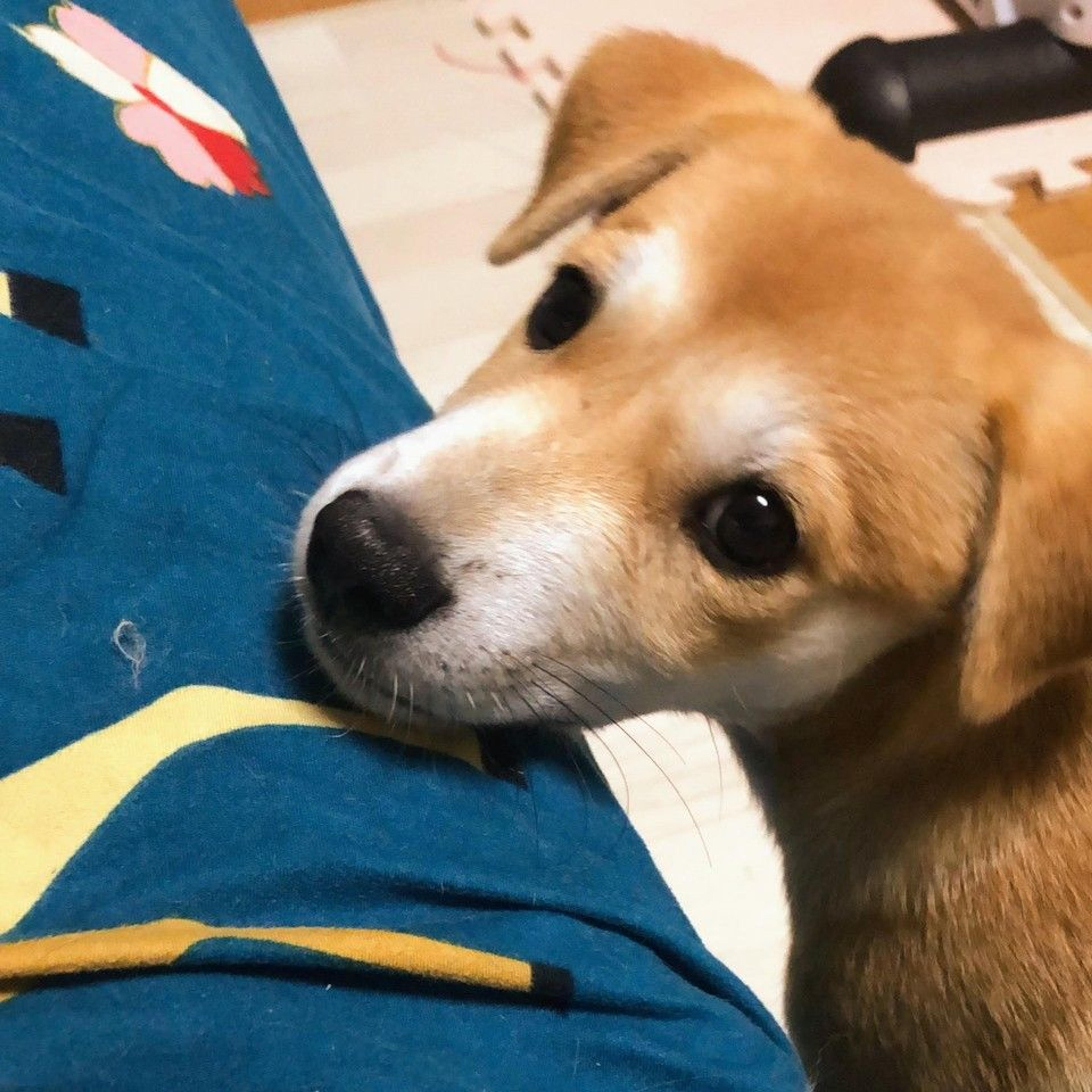pet-image-2