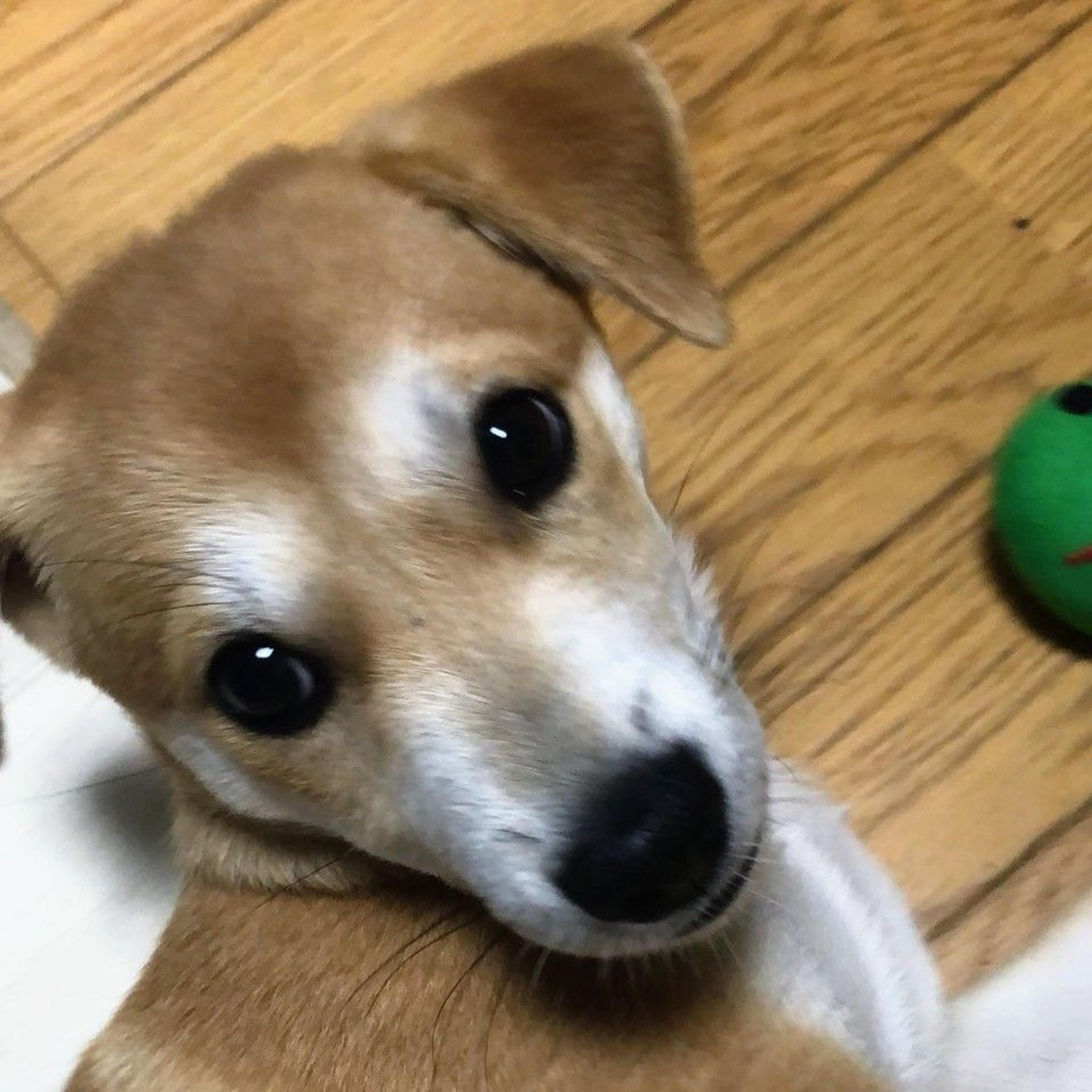 pet-image-3