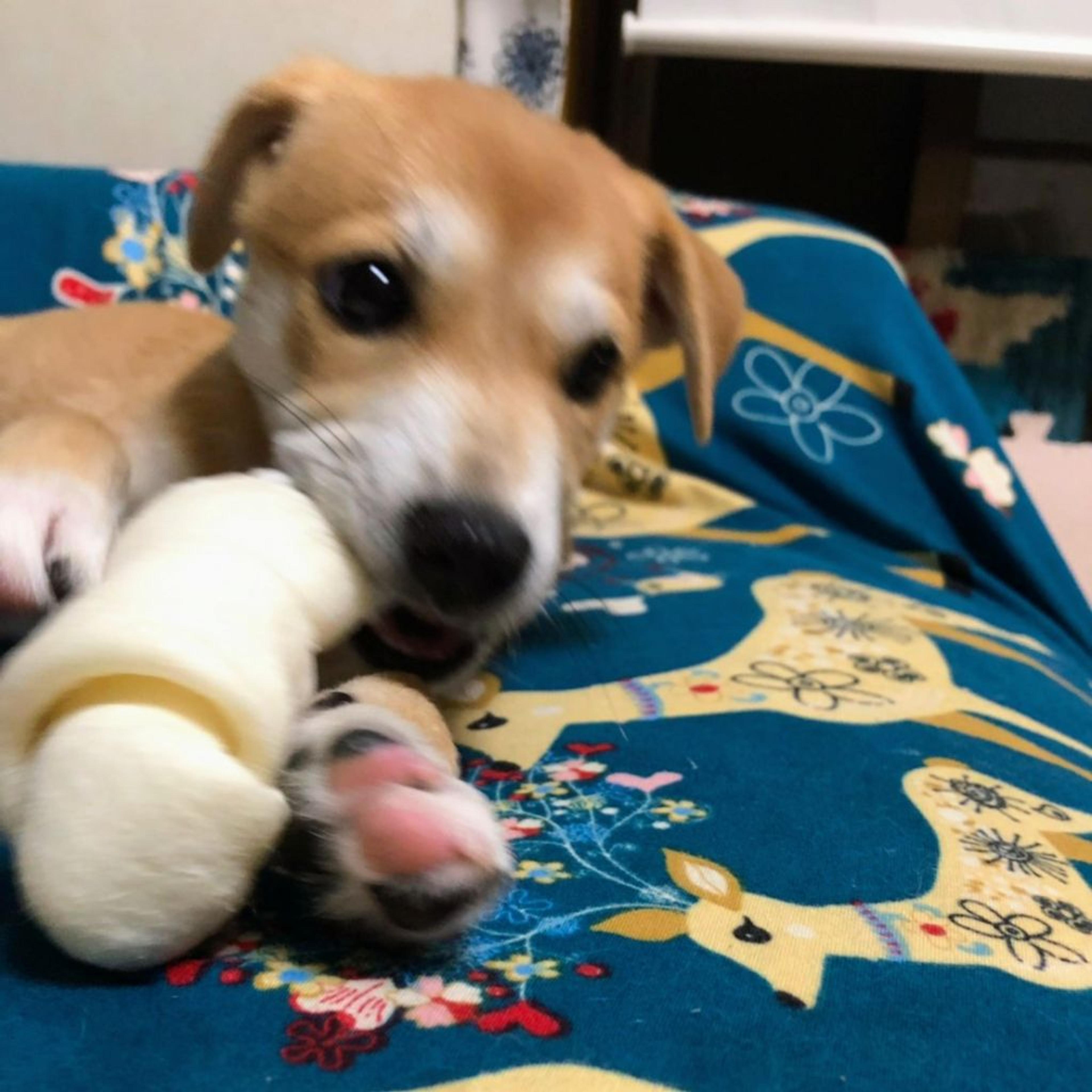 pet-image-4