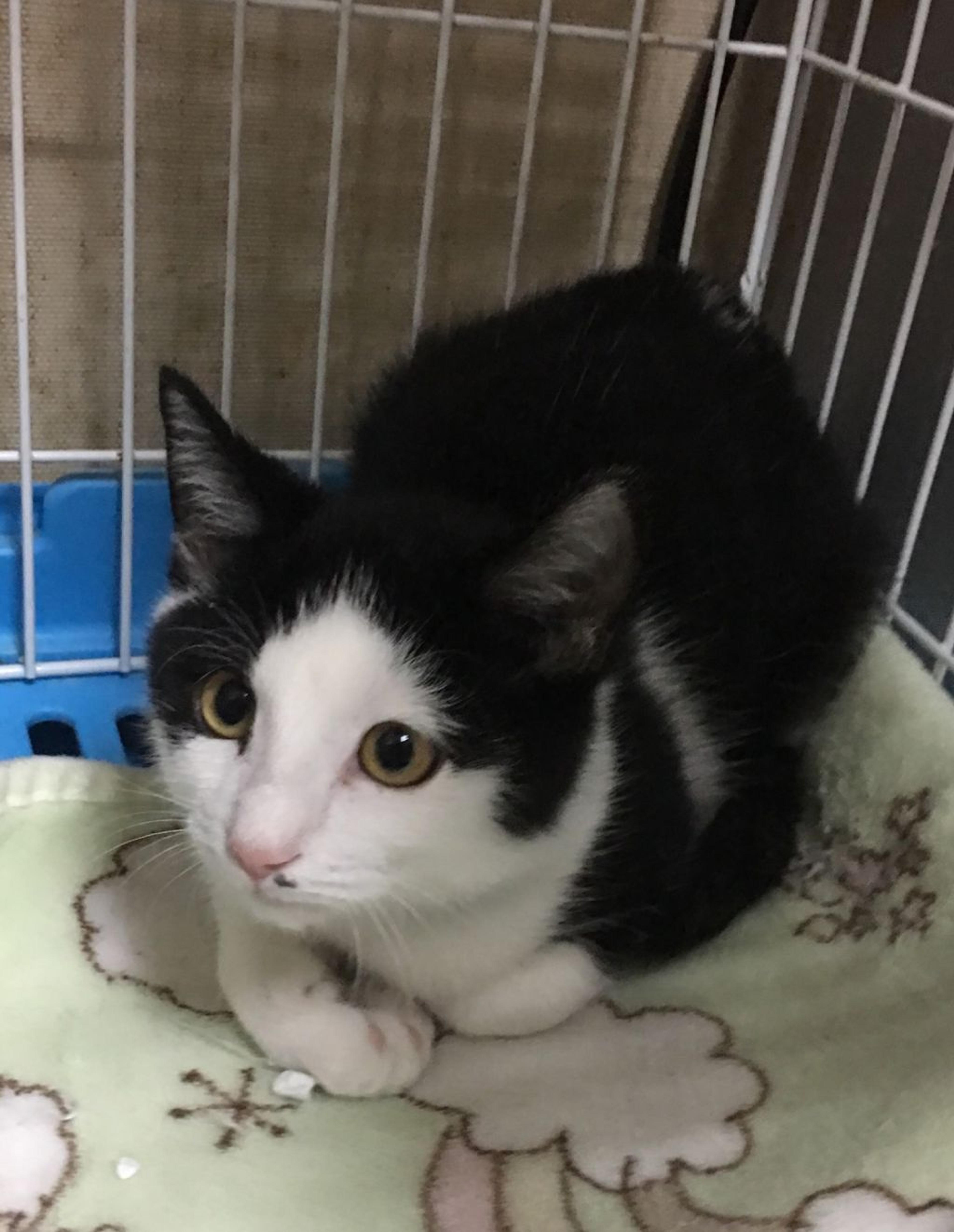 pet-image-3
