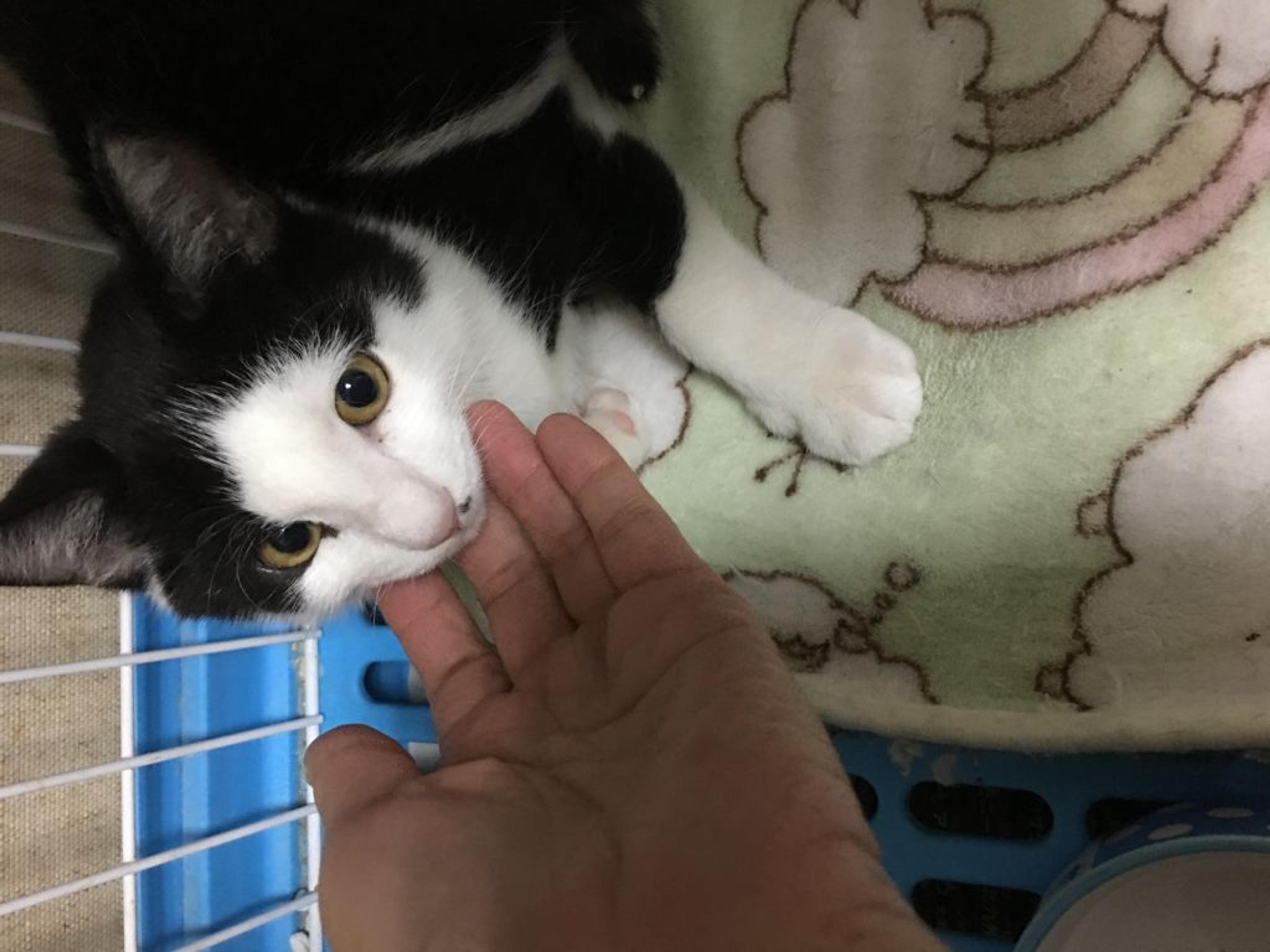pet-image-4