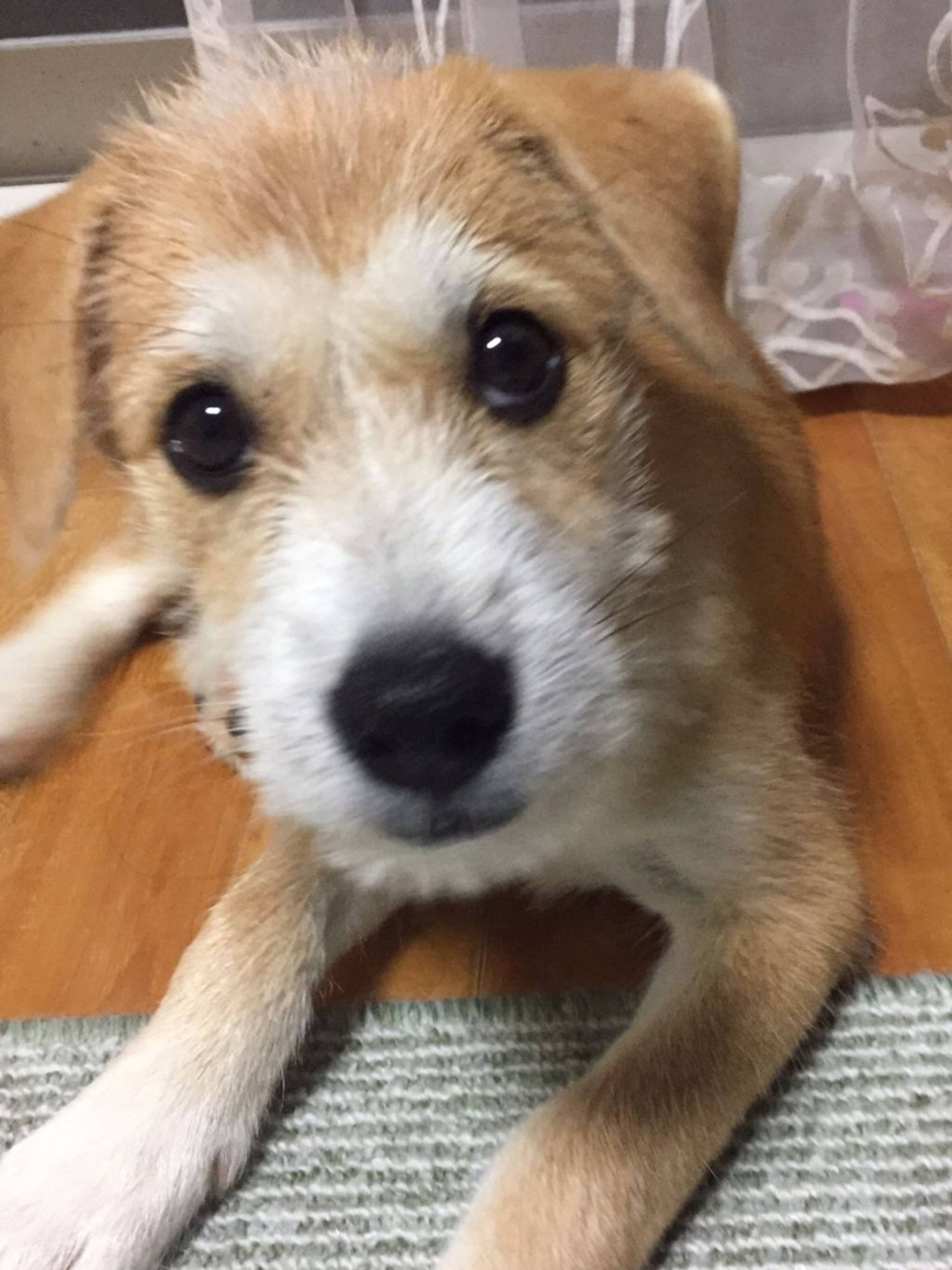 雑種（ミックス犬）・メスの里親募集の写真