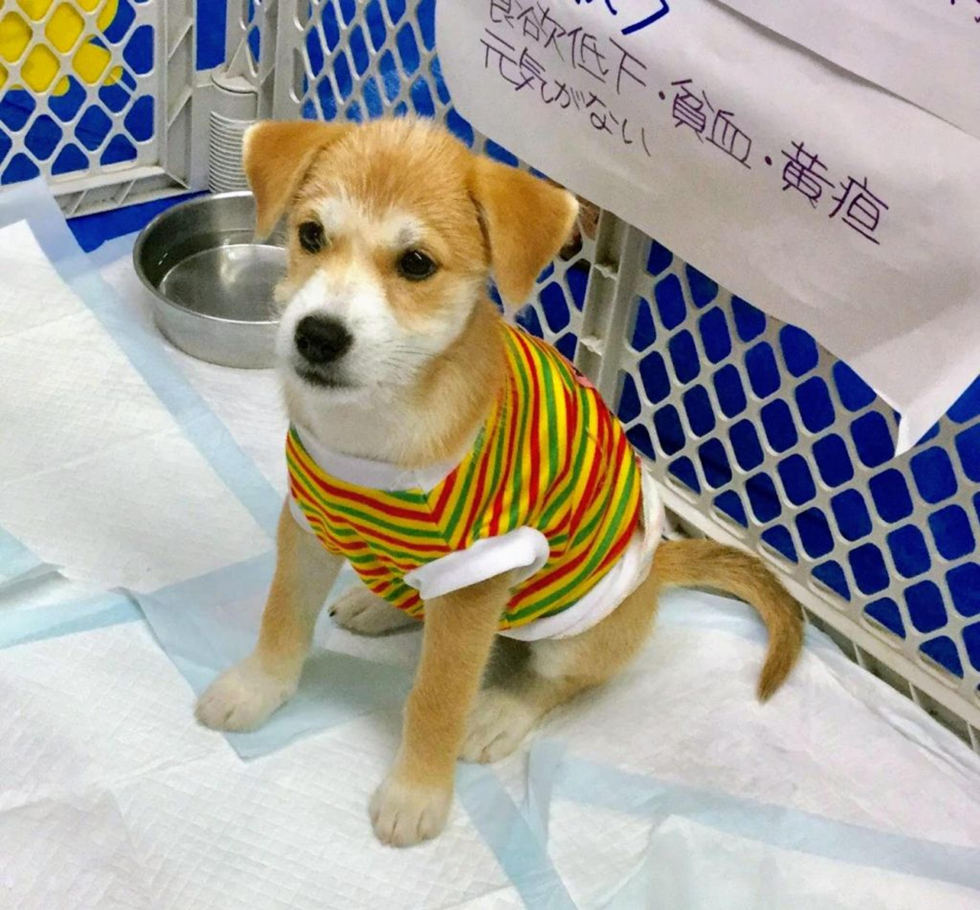 pet-image-2