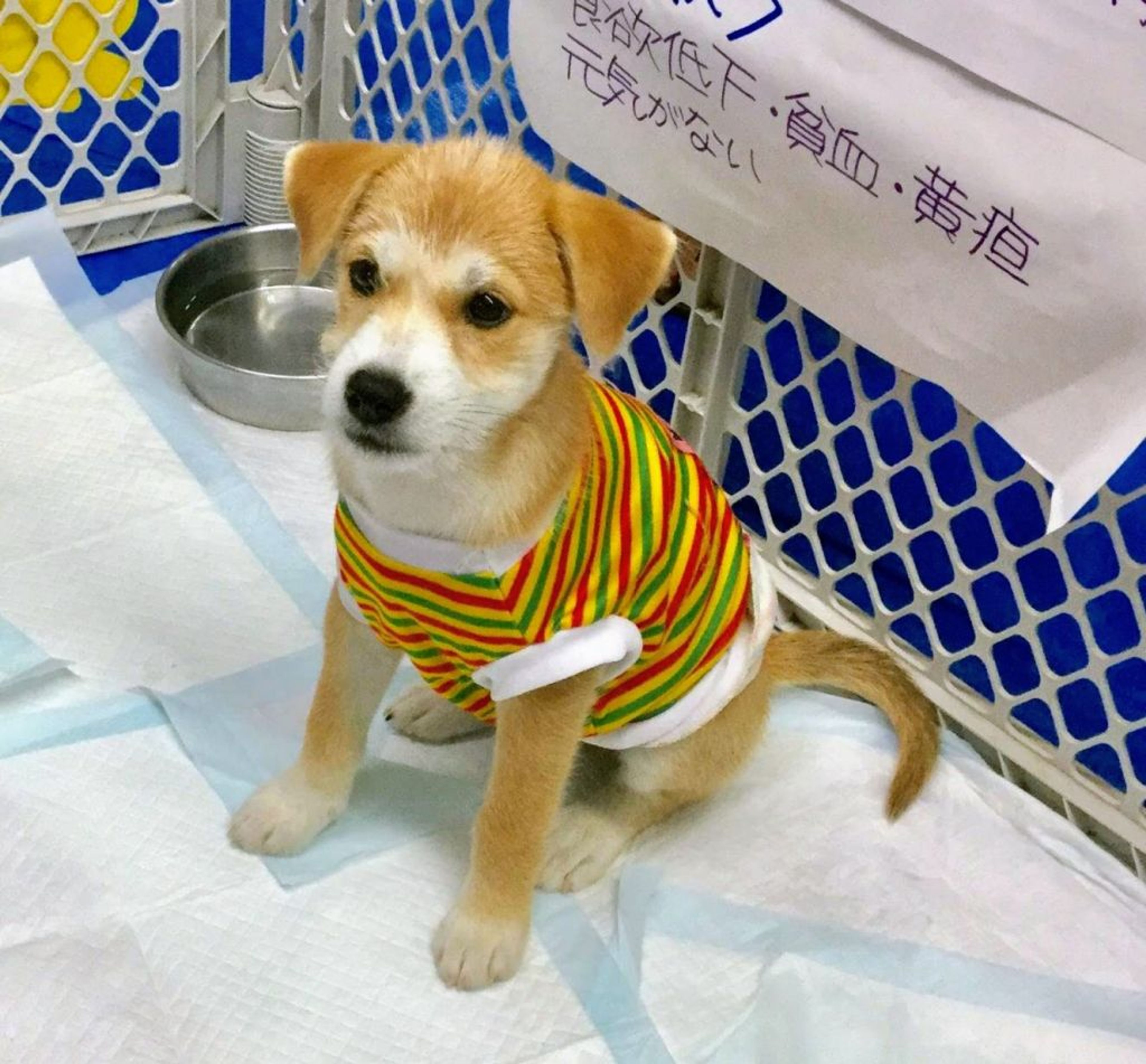 pet-image-2