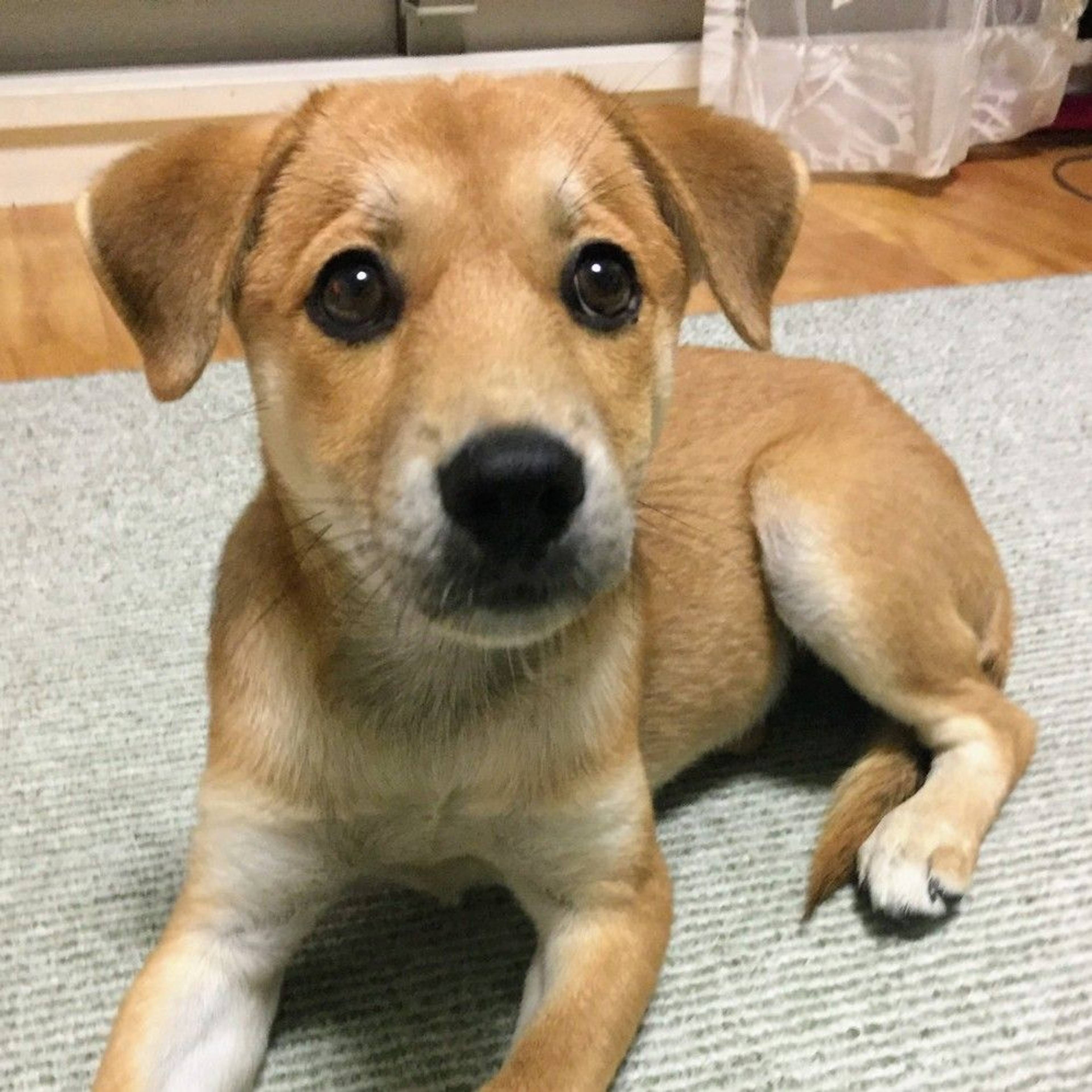 雑種（ミックス犬）・メスの里親募集の写真