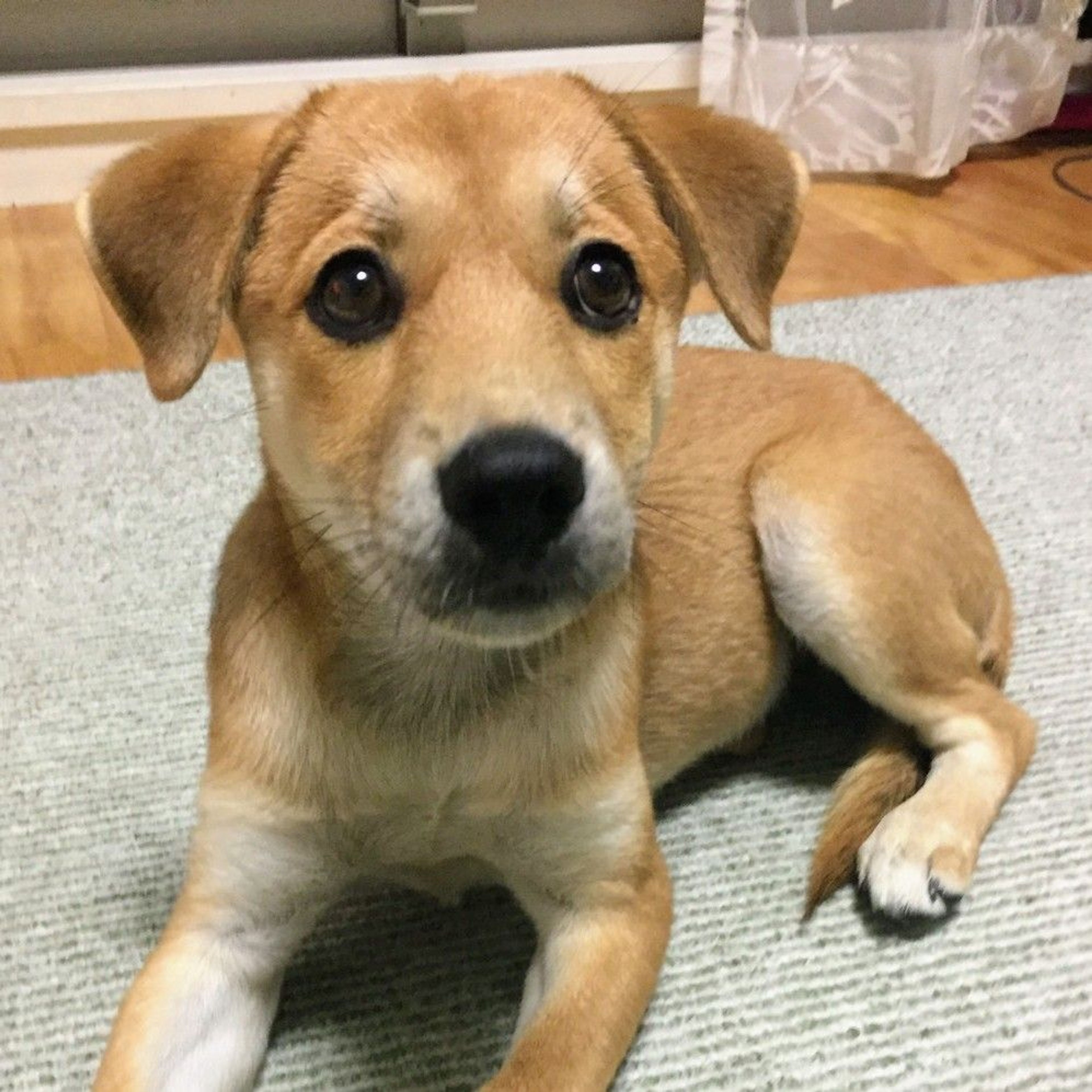 雑種（ミックス犬）・メスの里親募集の写真