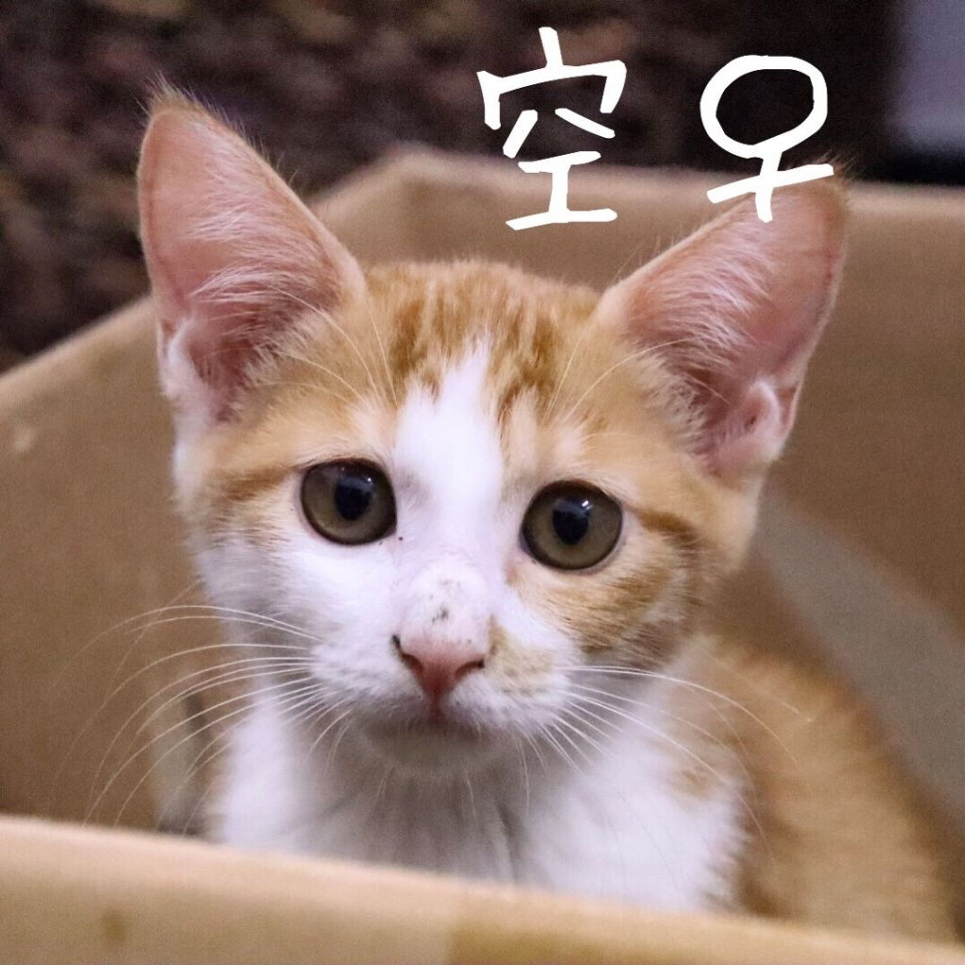 雑種（ミックス猫）・メスの里親募集の写真
