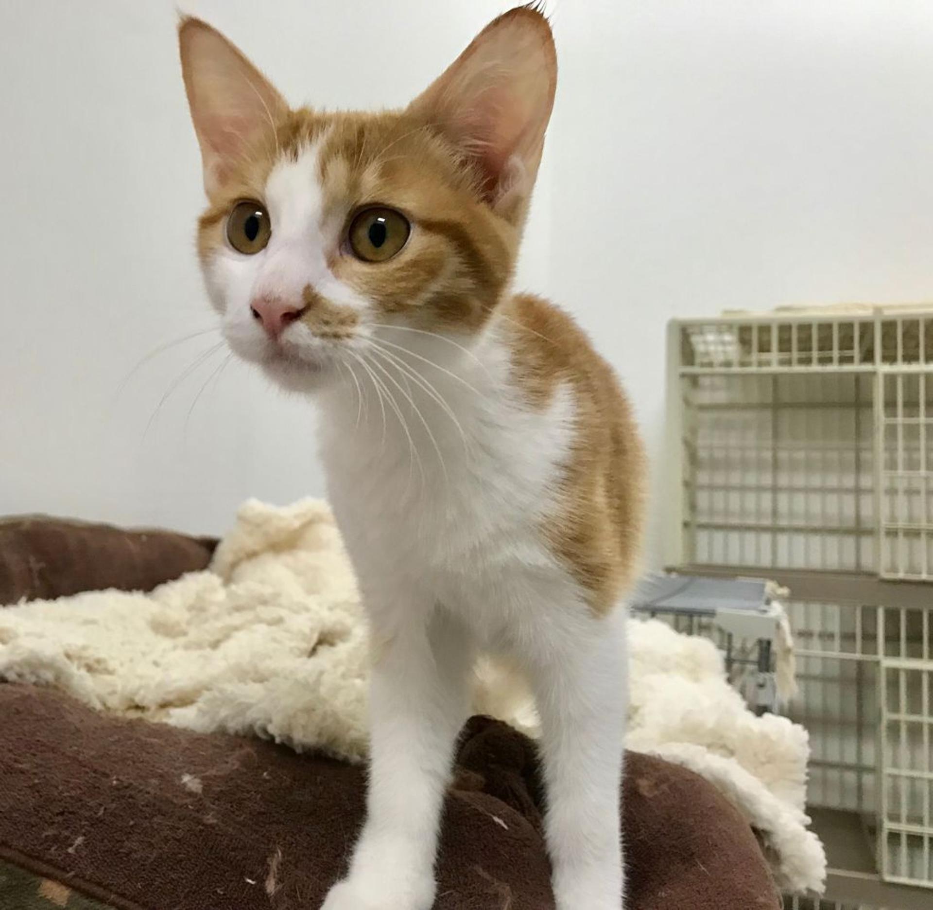 pet-image-2