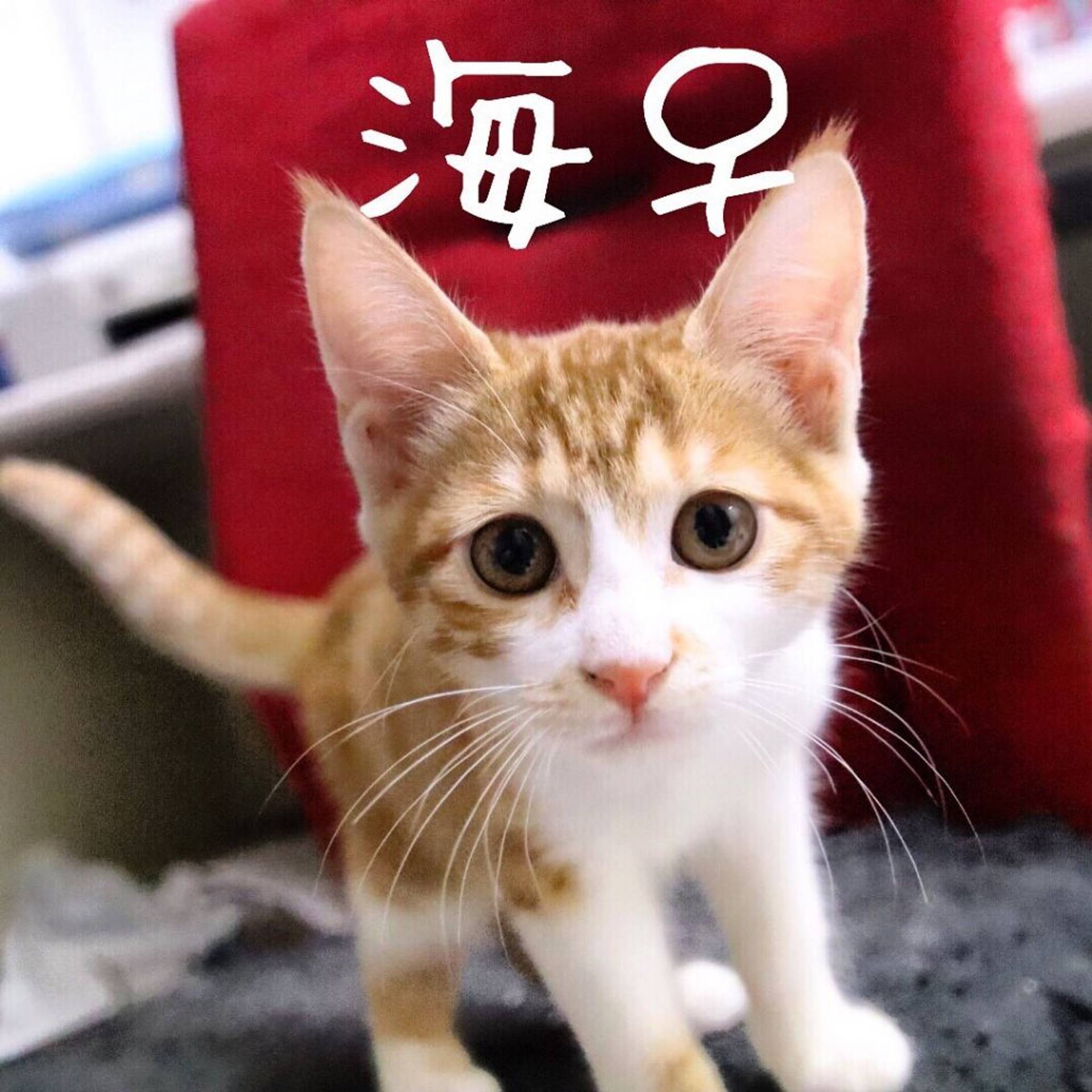 雑種（ミックス猫）・メスの里親募集の写真