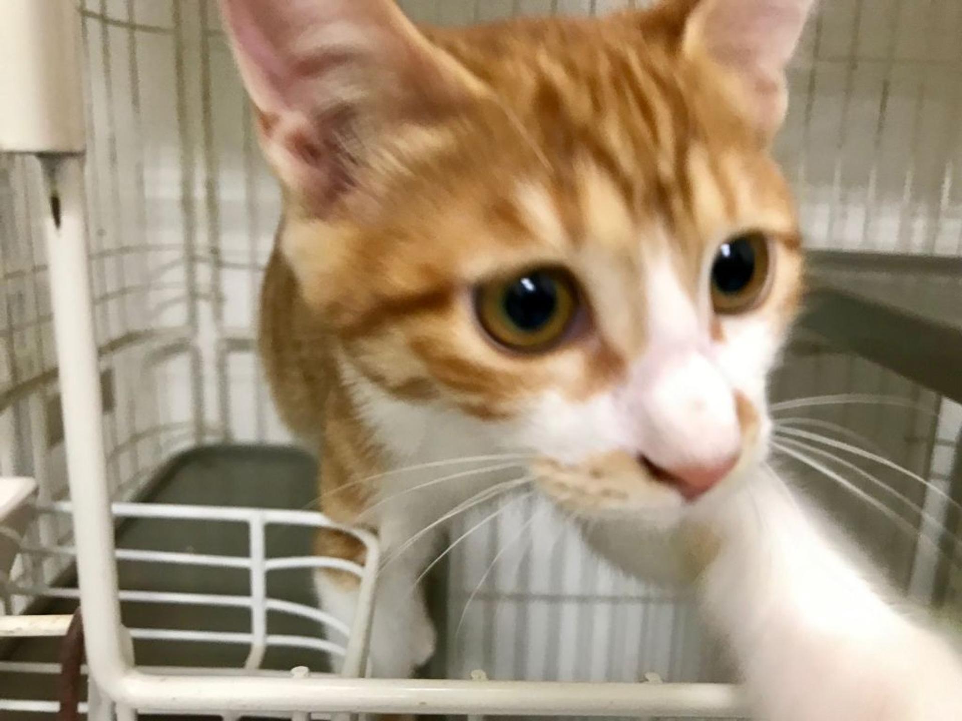 pet-image-4