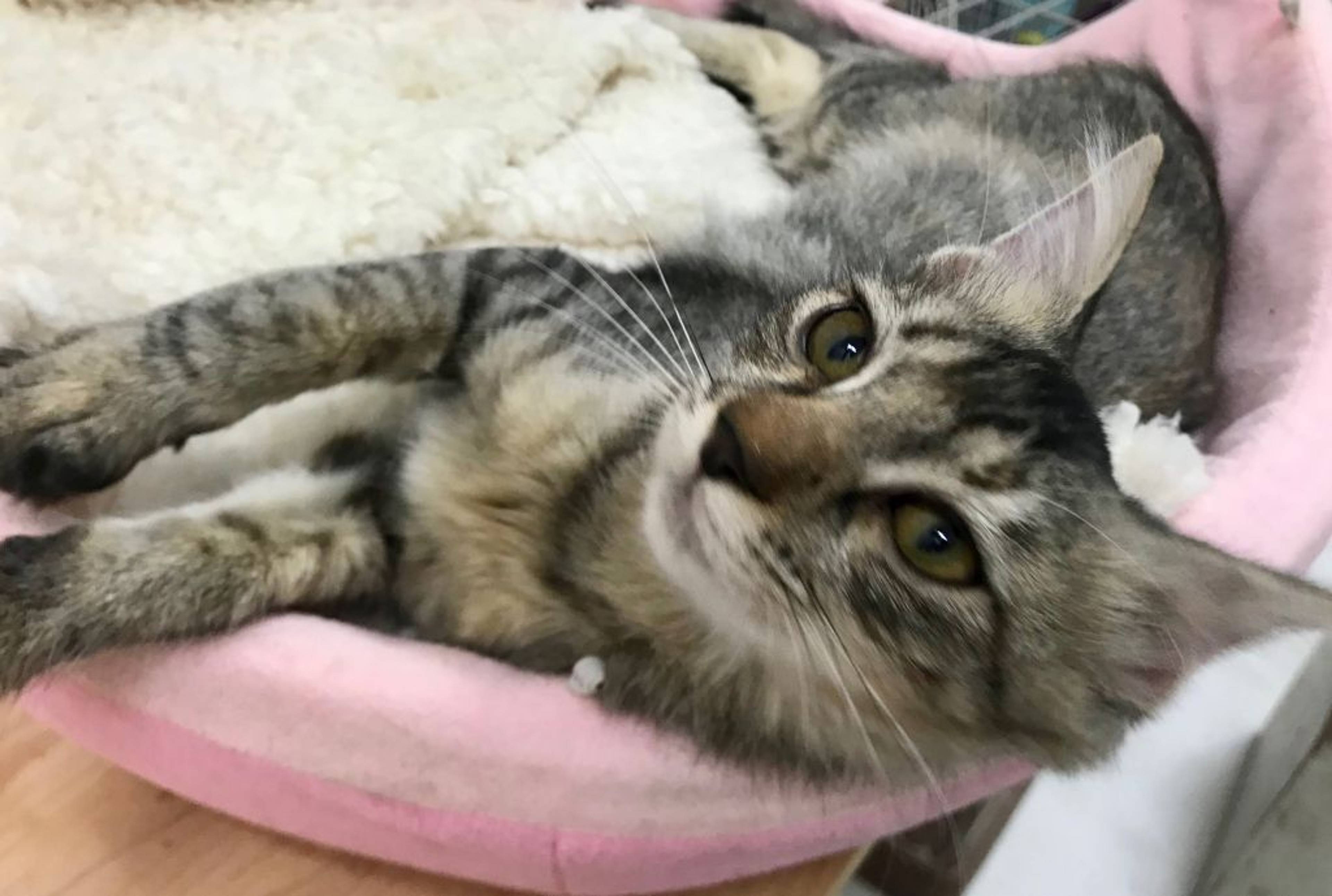雑種（ミックス猫）・メスの里親募集の写真