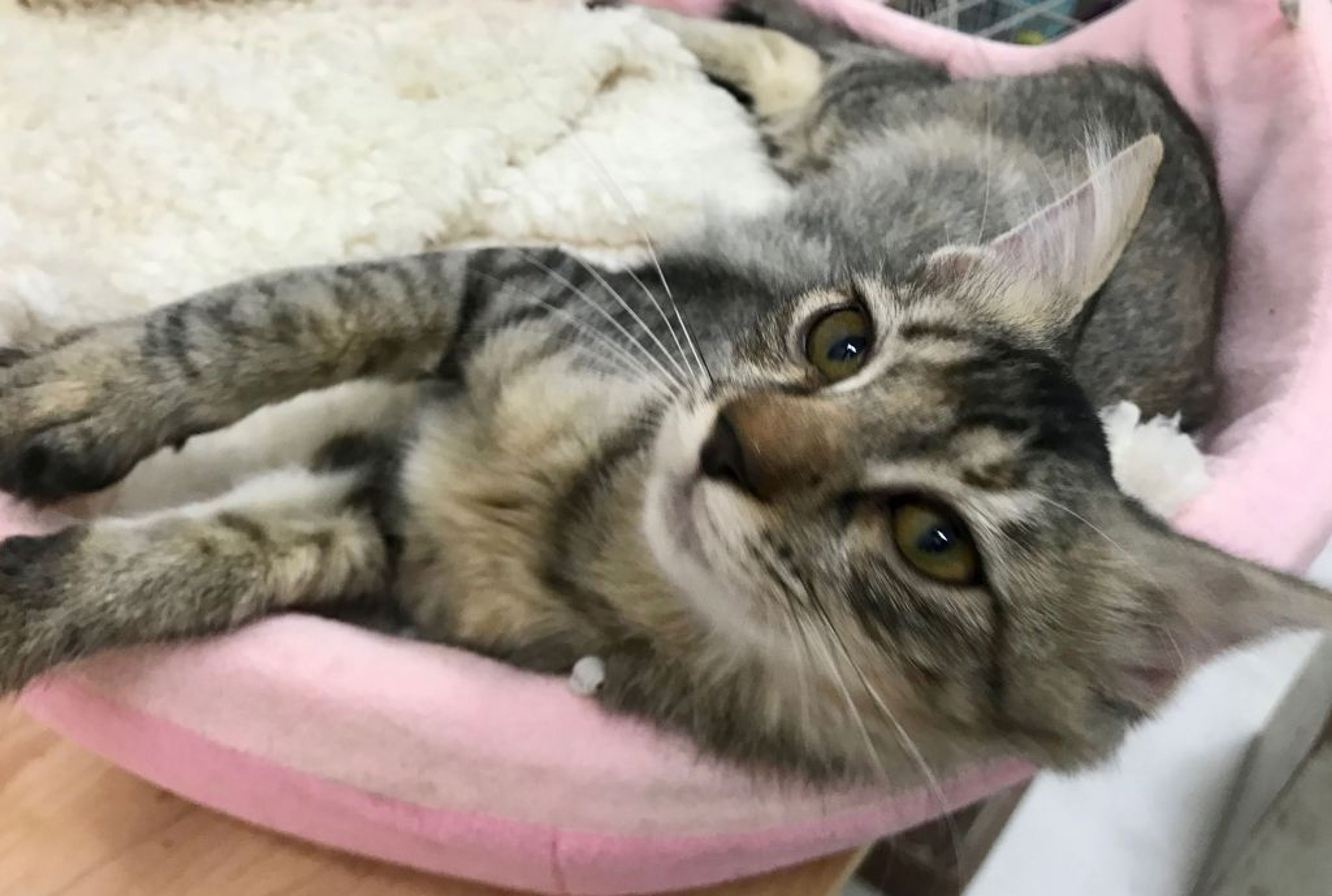 雑種（ミックス猫）・メスの里親募集の写真