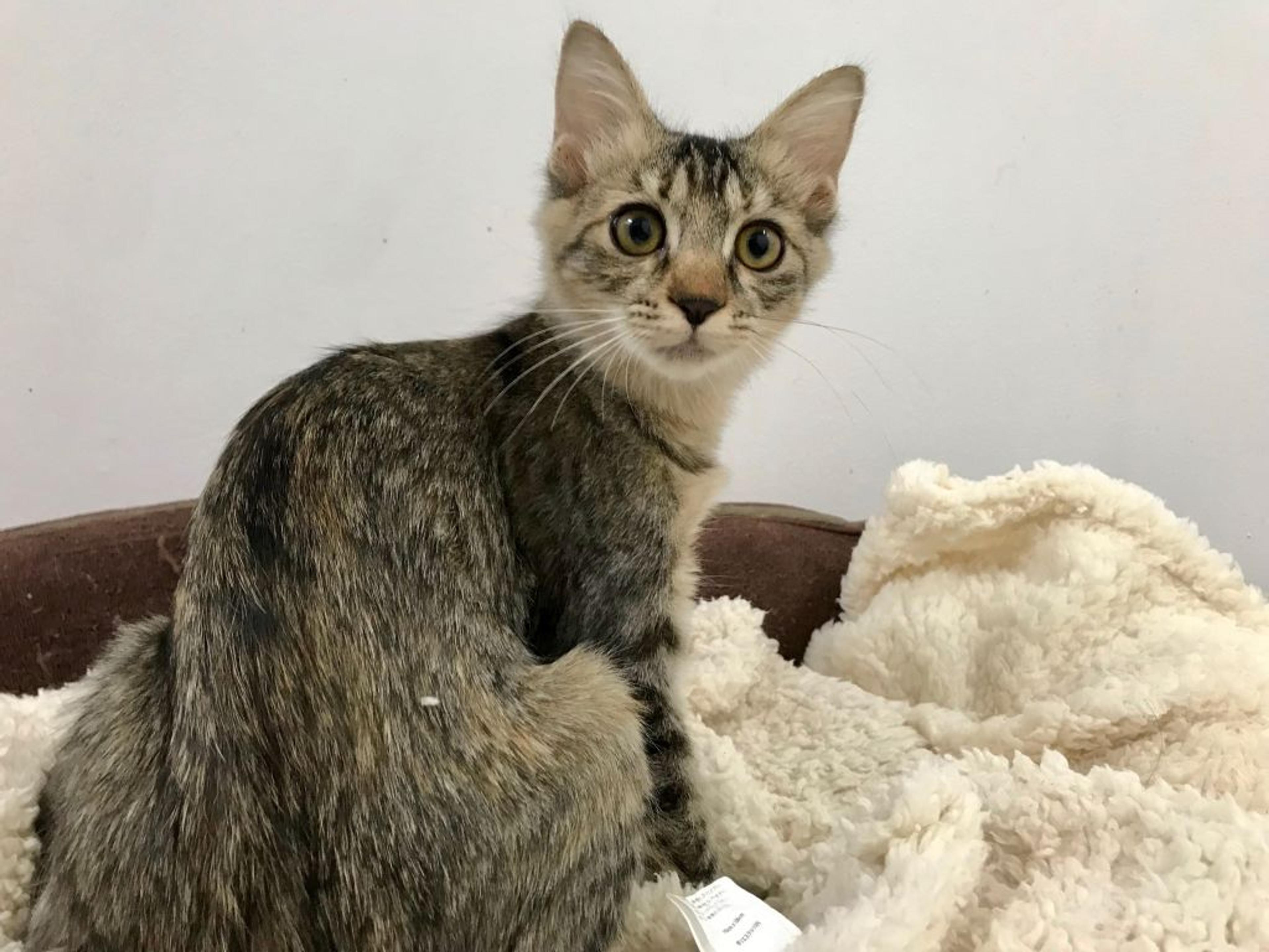 pet-image-4