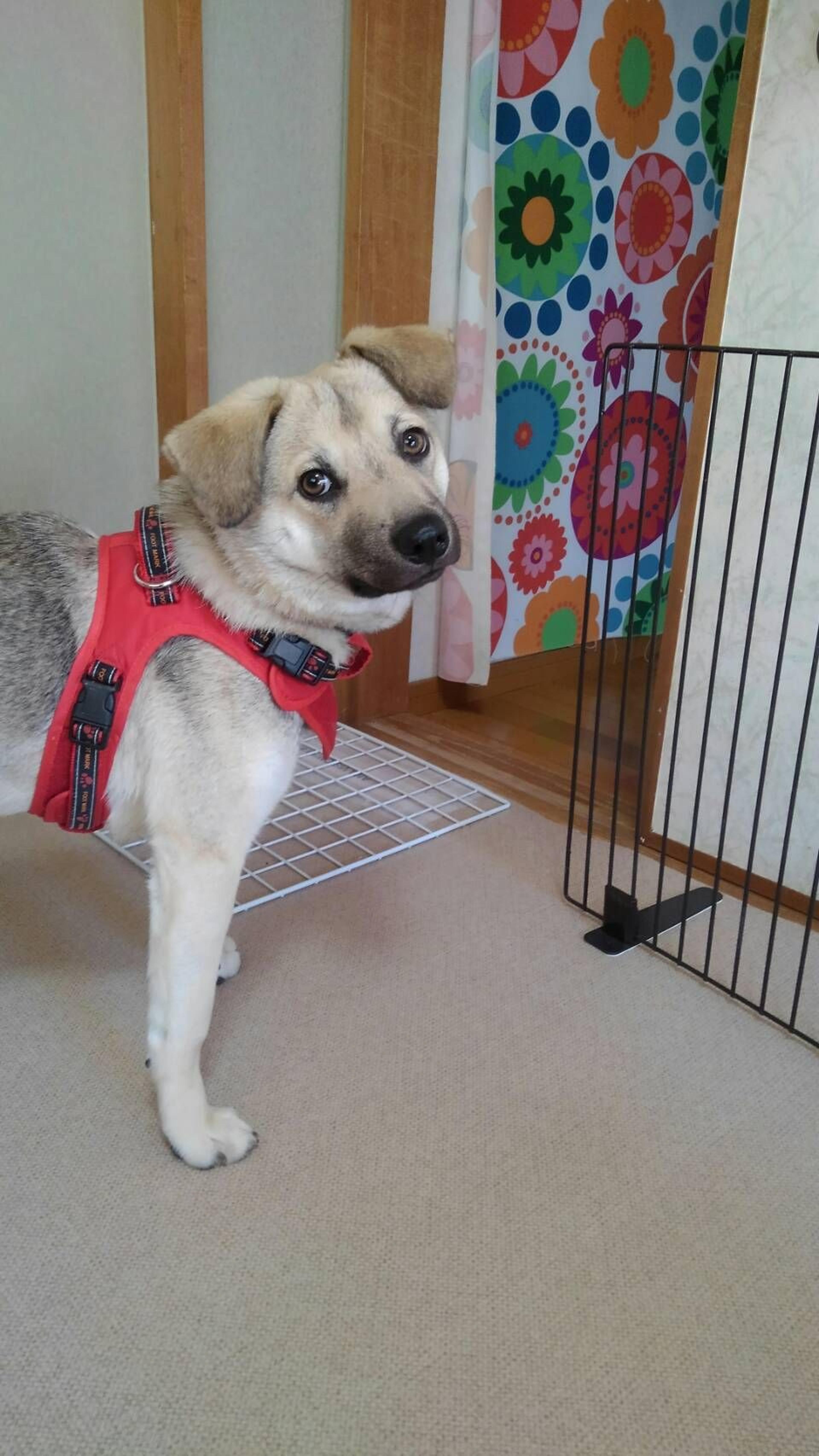 pet-image-2