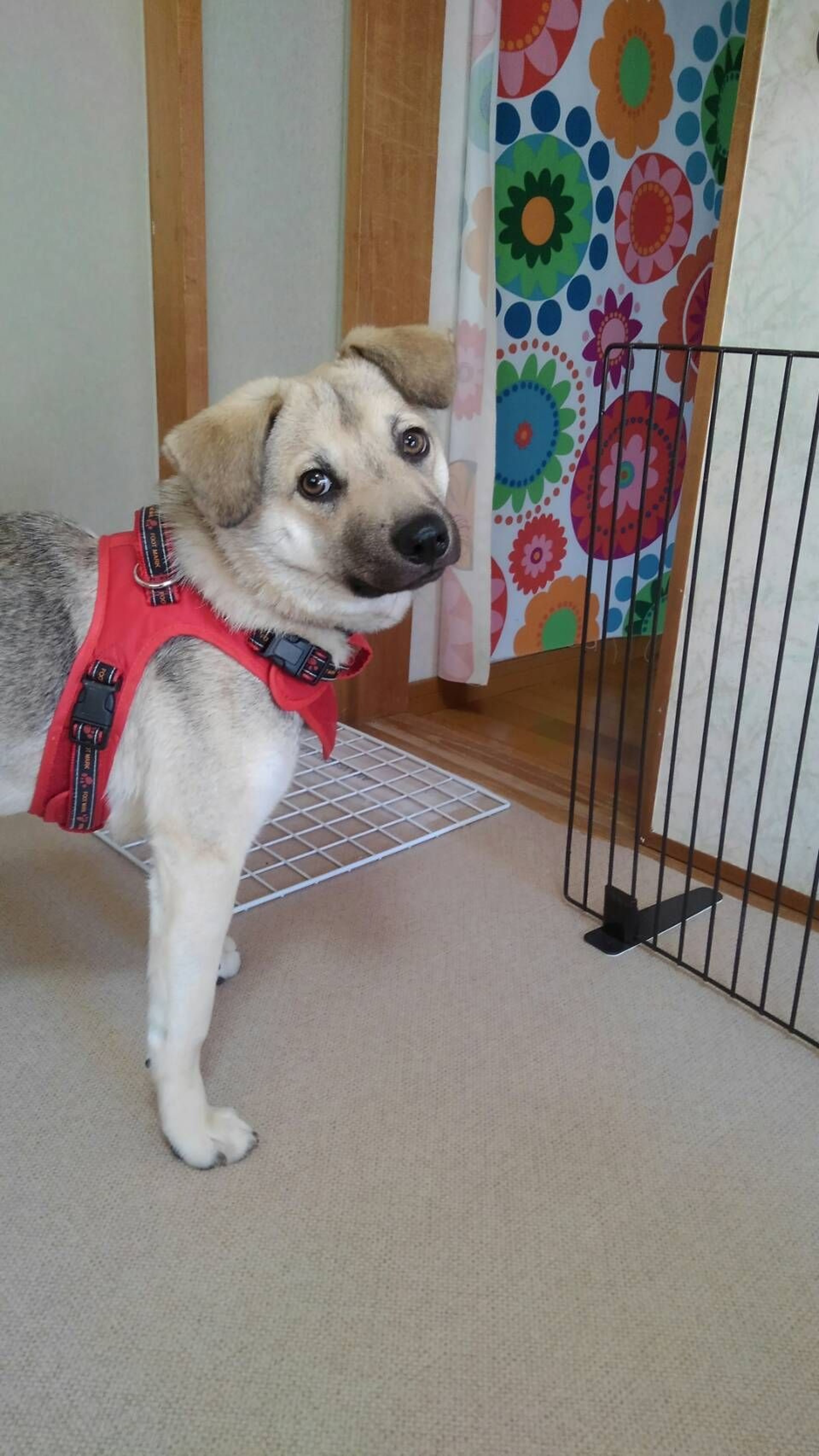 pet-image-2