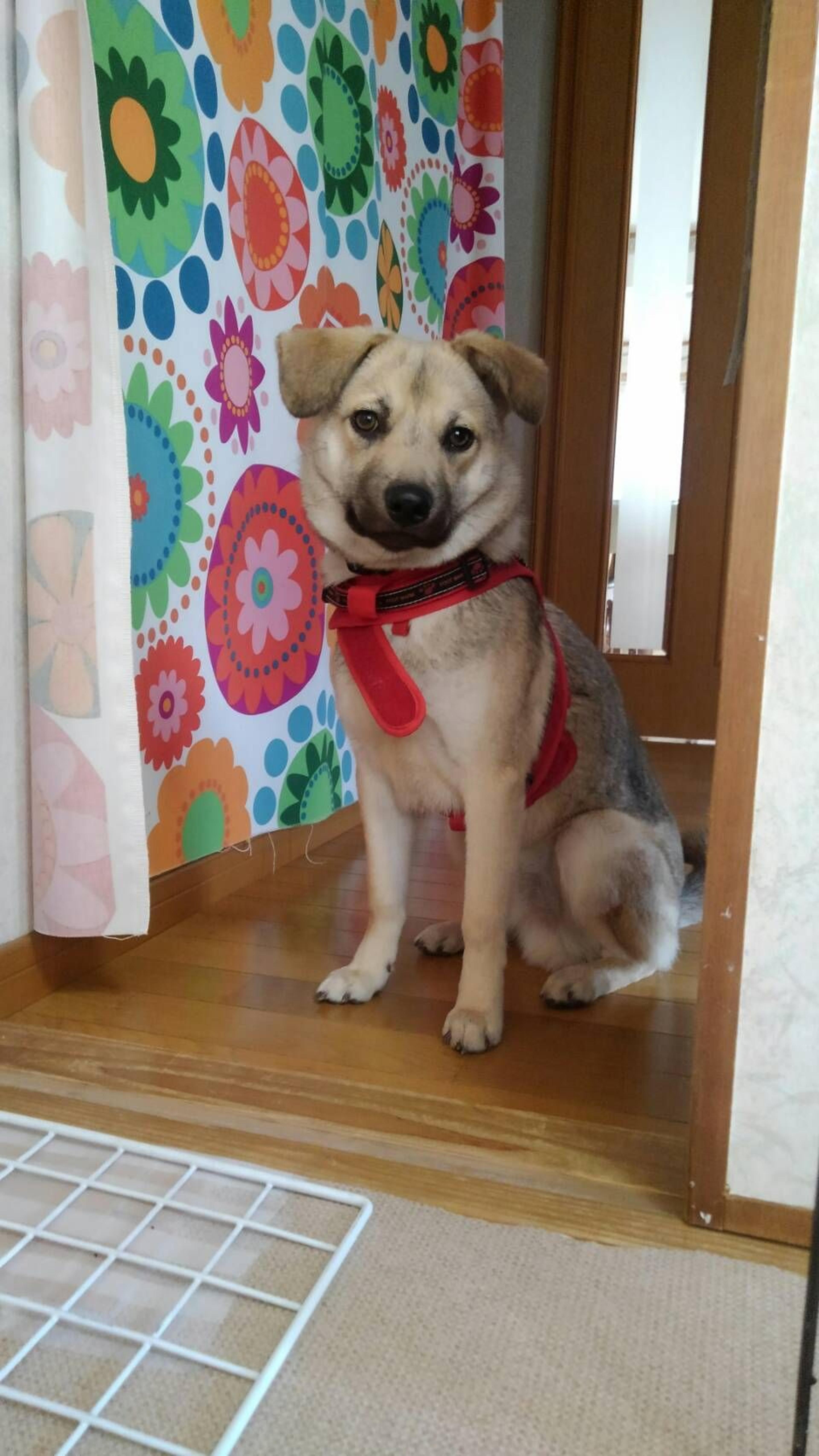 pet-image-3