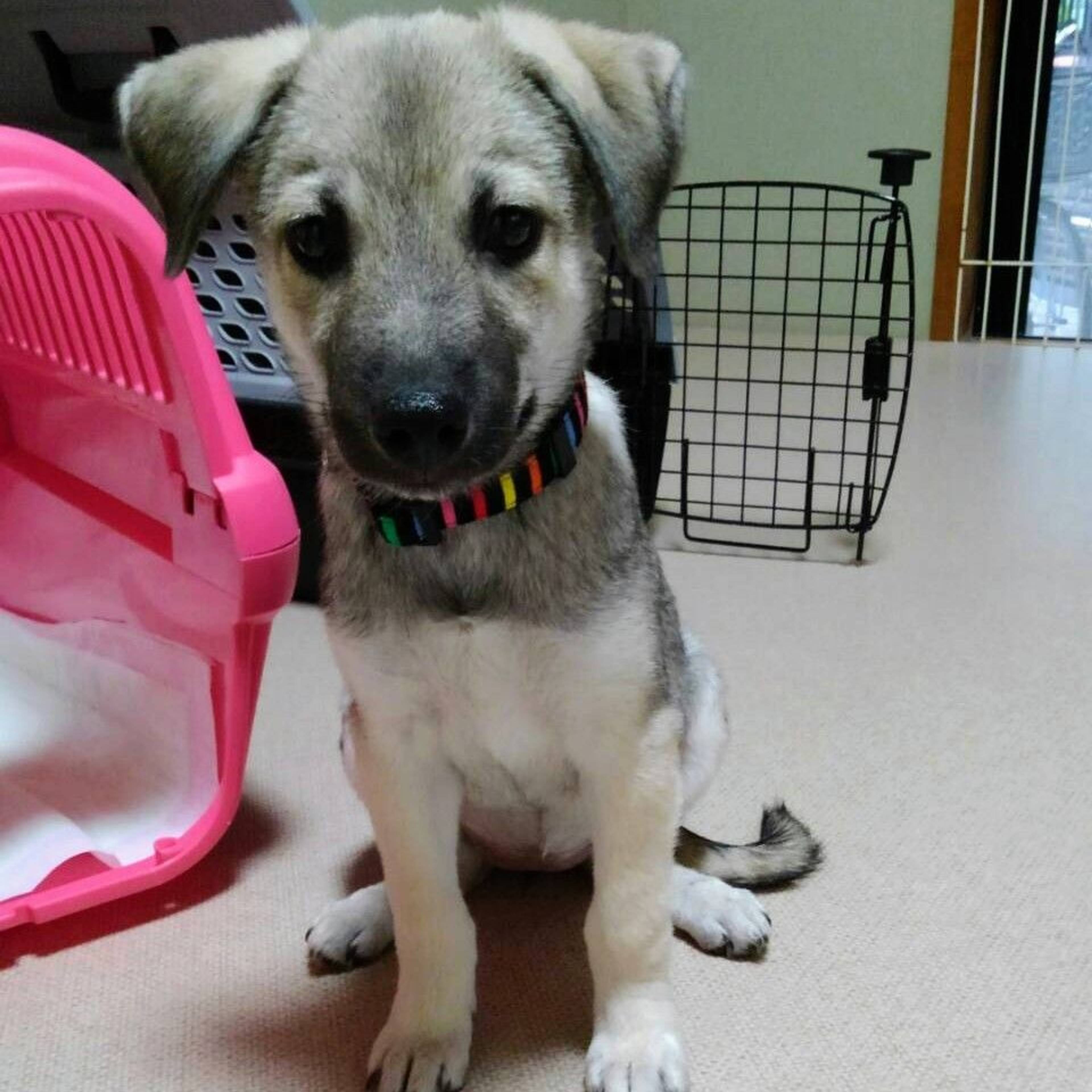 雑種（ミックス犬）・メスの里親募集の写真