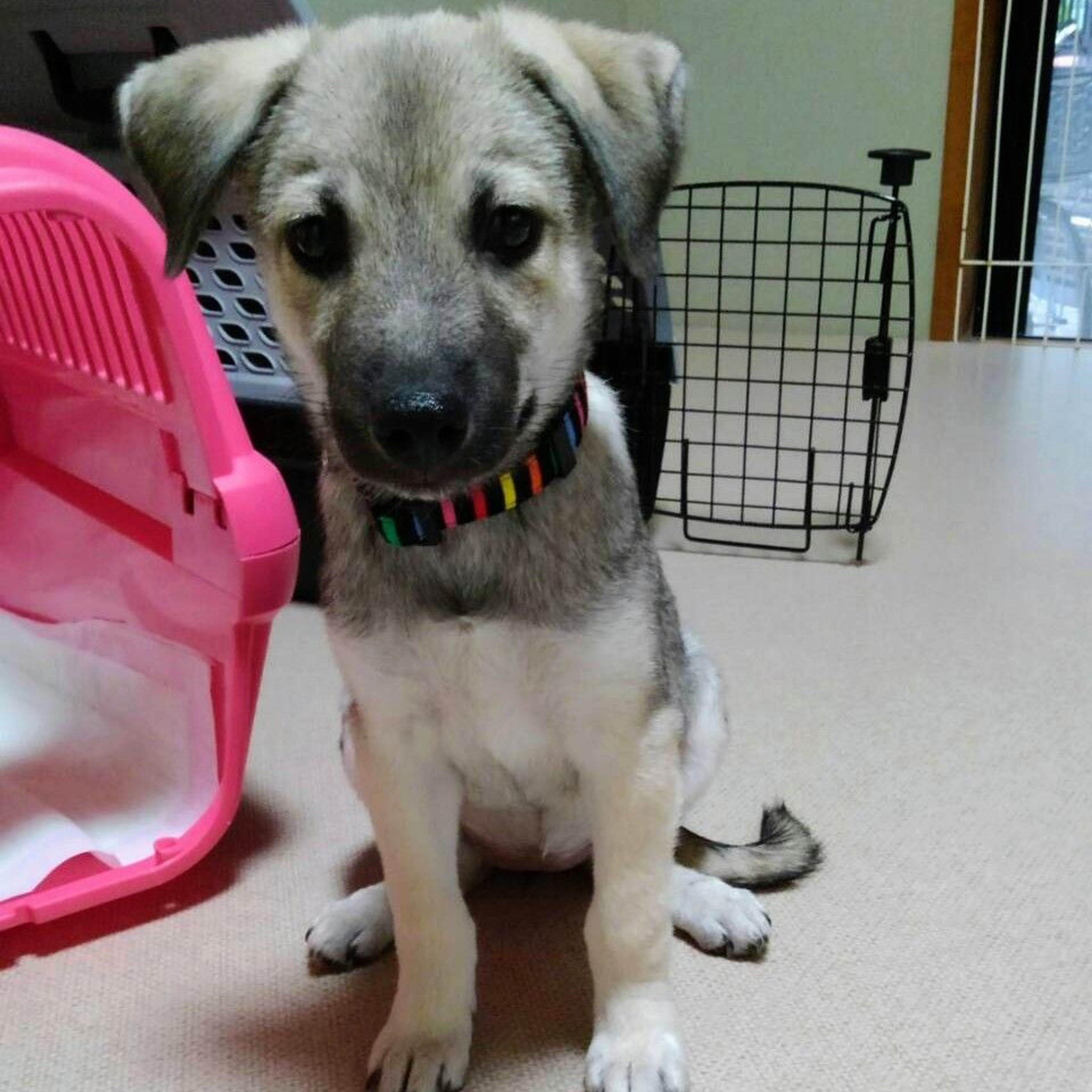 雑種（ミックス犬）・メスの里親募集の写真