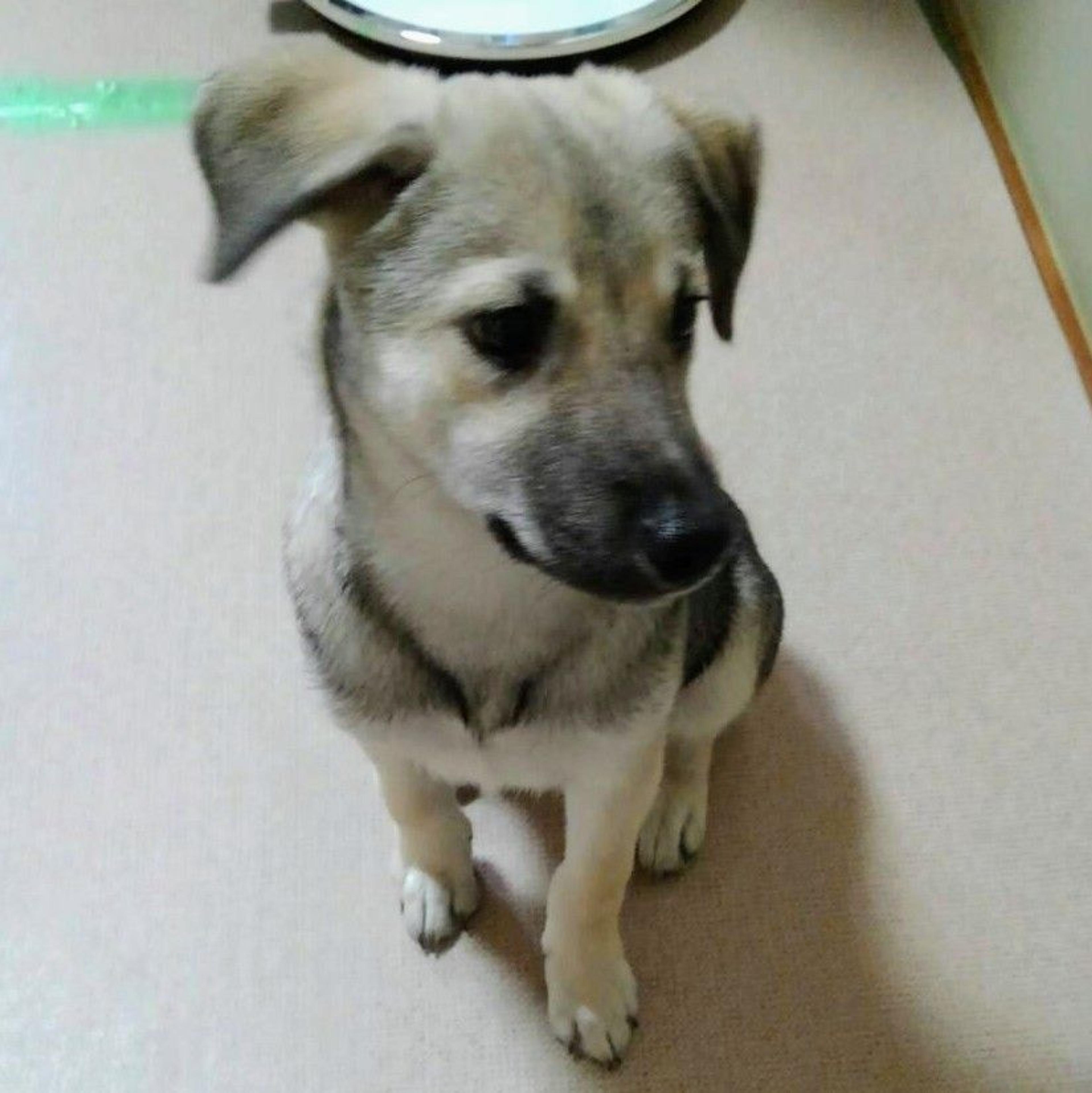 pet-image-2