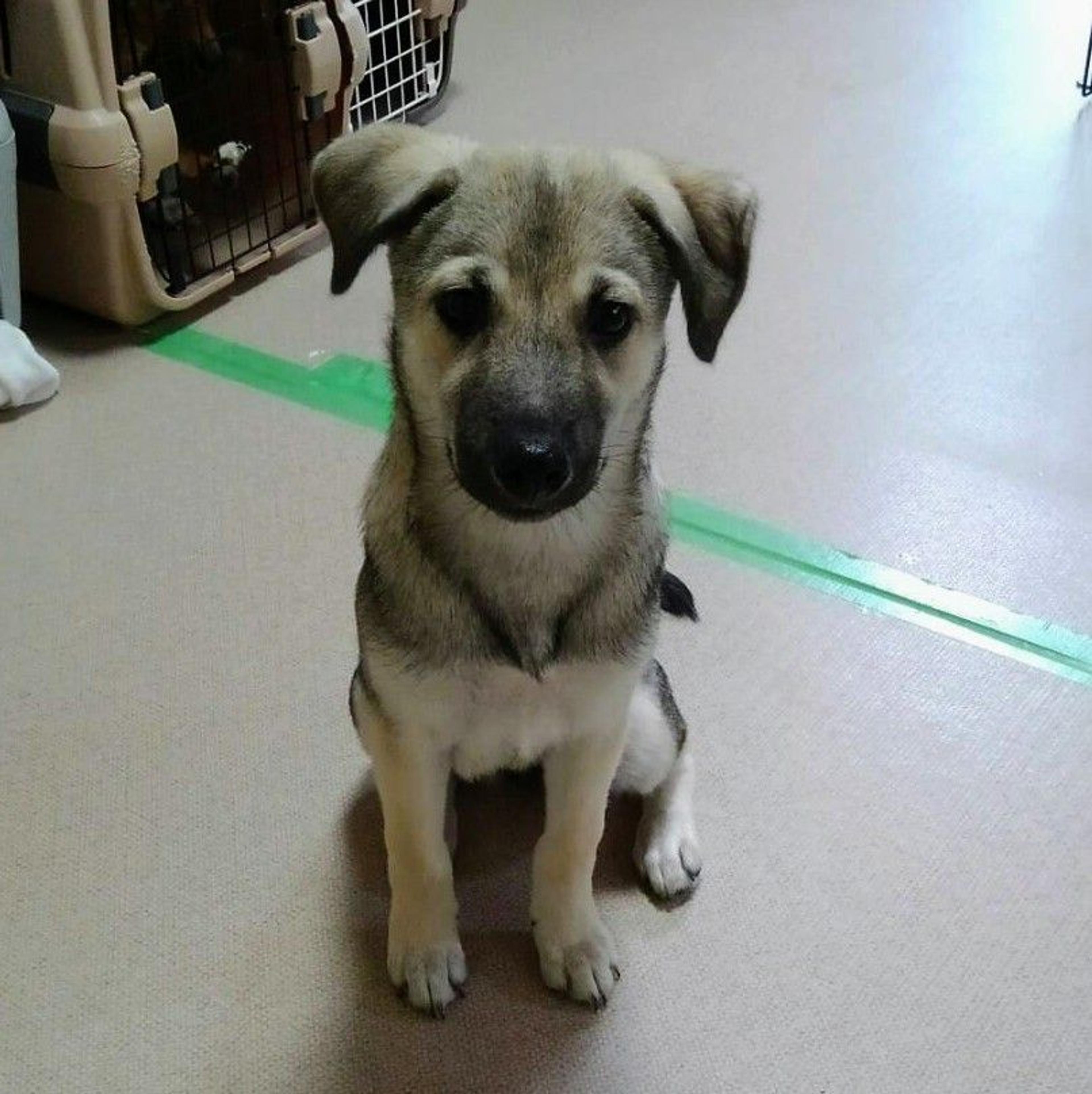 pet-image-3