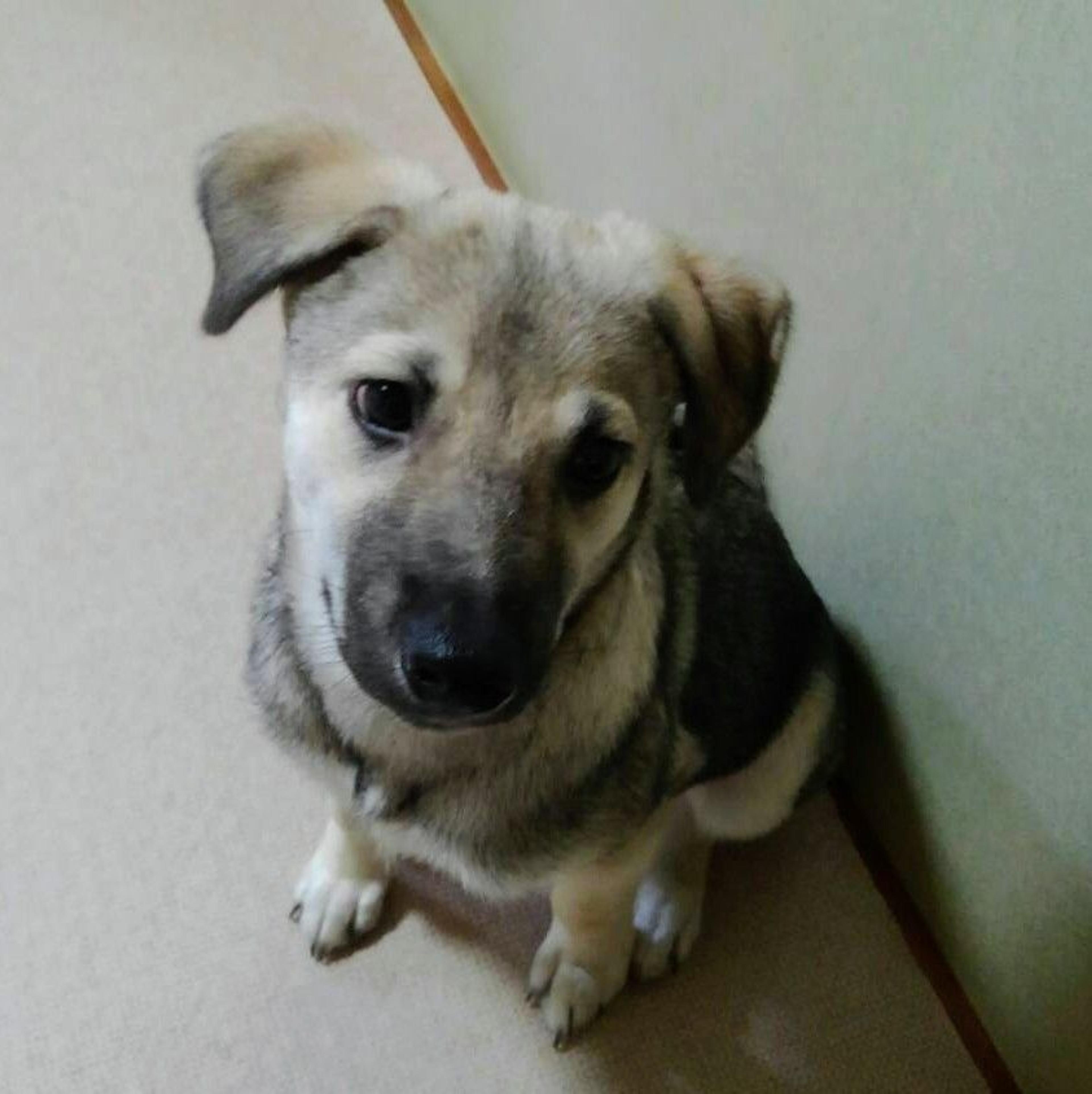 pet-image-4