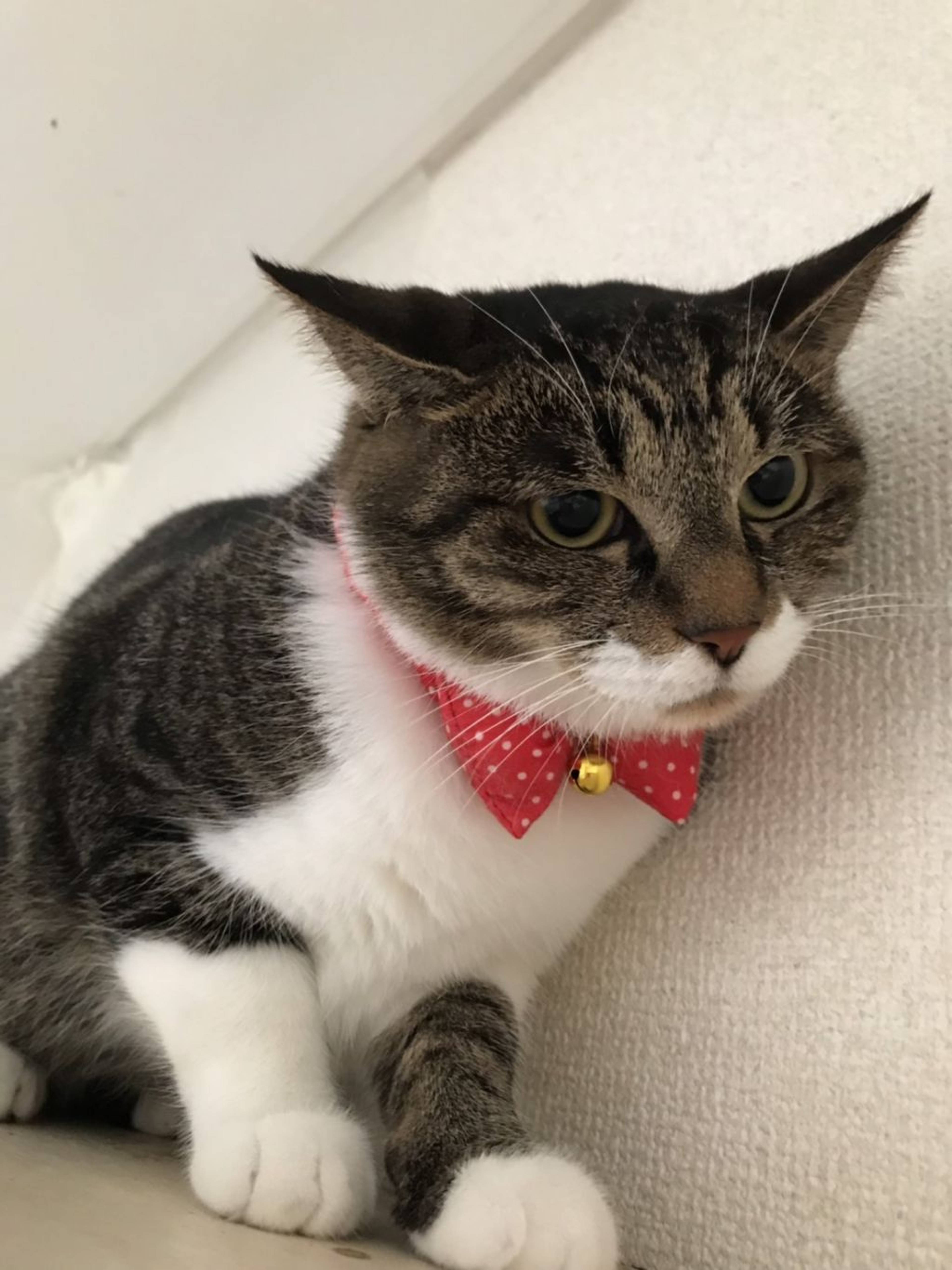 雑種（ミックス猫）・メスの里親募集の写真